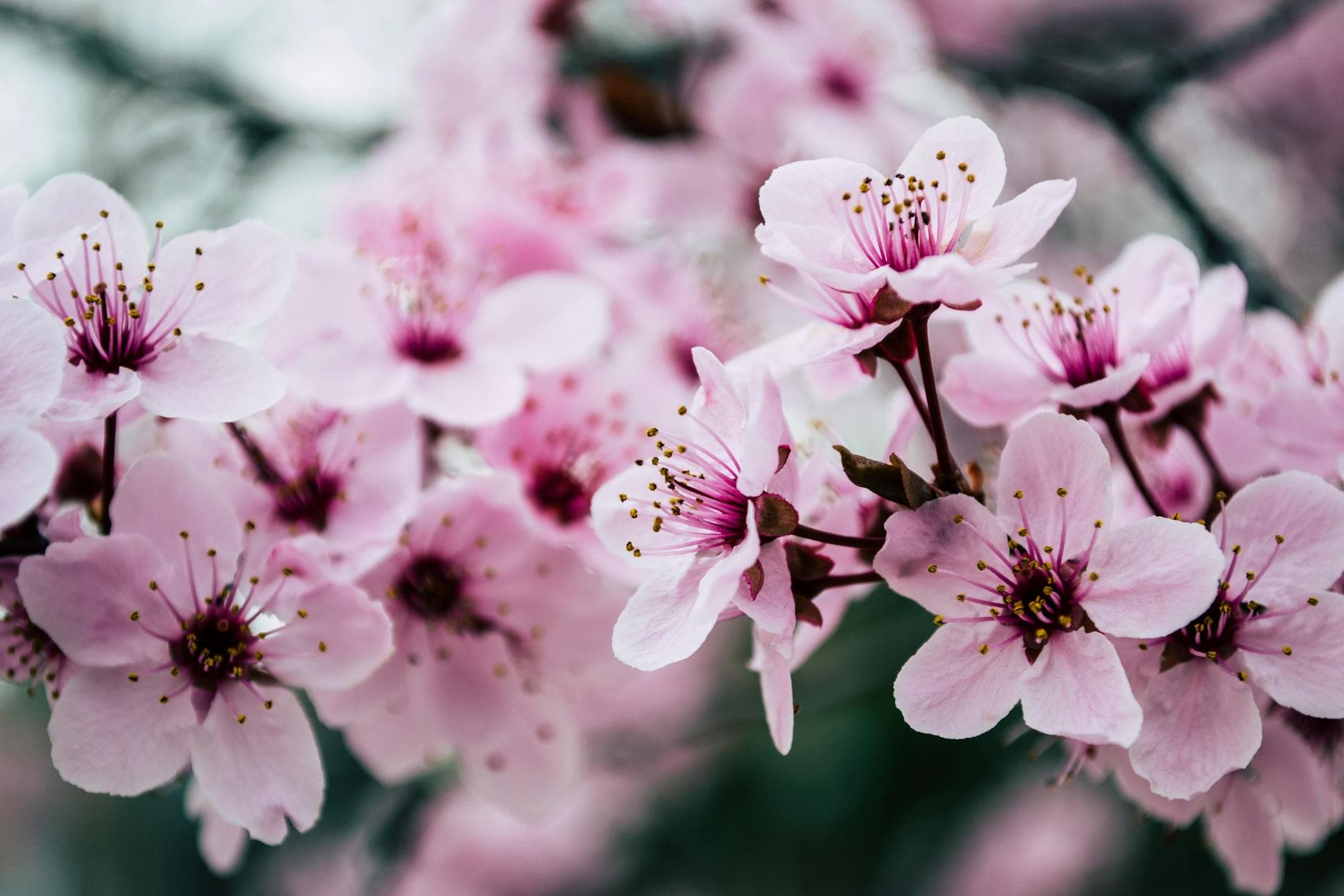Vibrant close-up of pink cherry blossoms capturing spring's essence. - boost metabolism spring