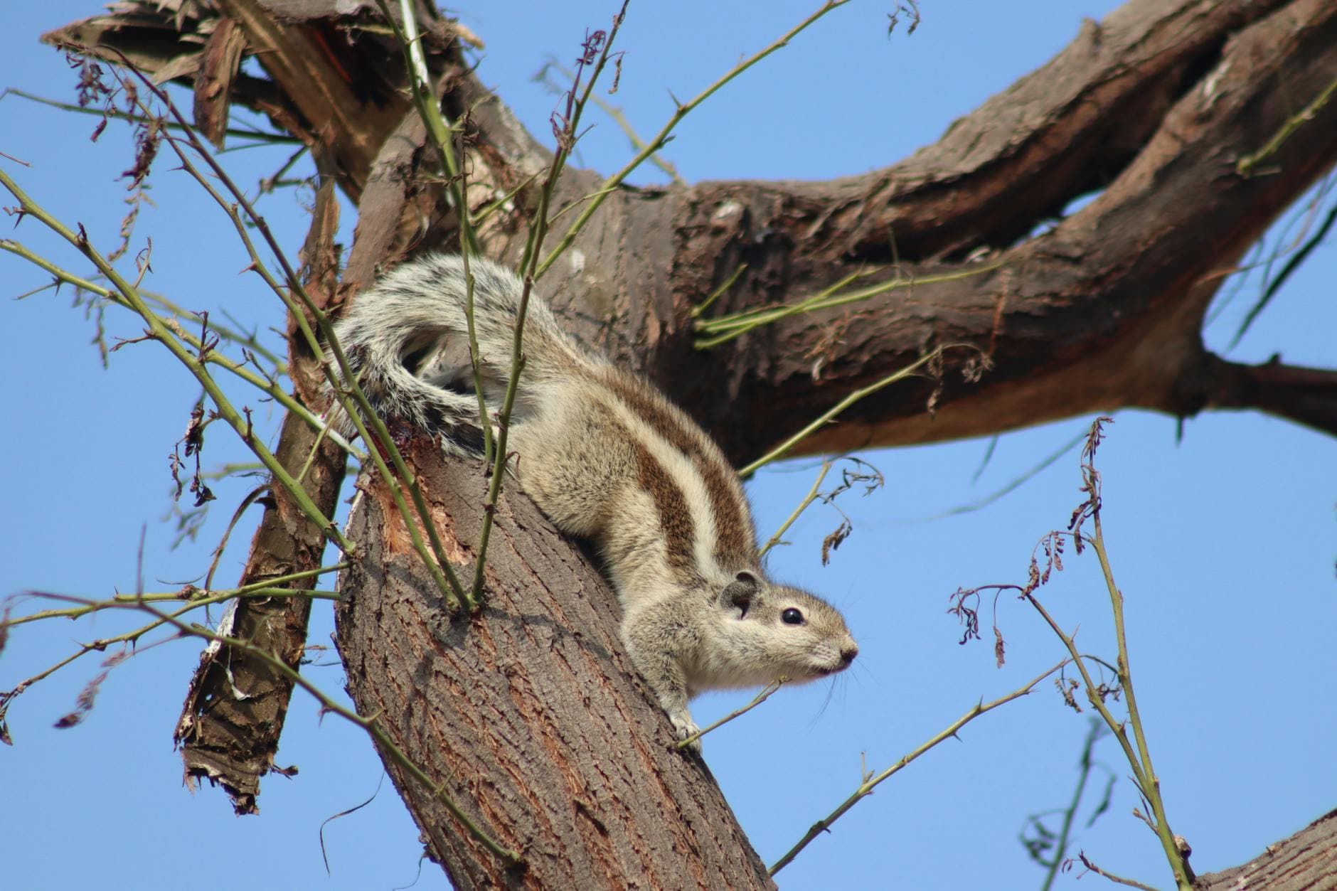 A detailed close-up of an Indian palm squirrel perched on a tree branch against a vibrant blue sky. - posture corrector