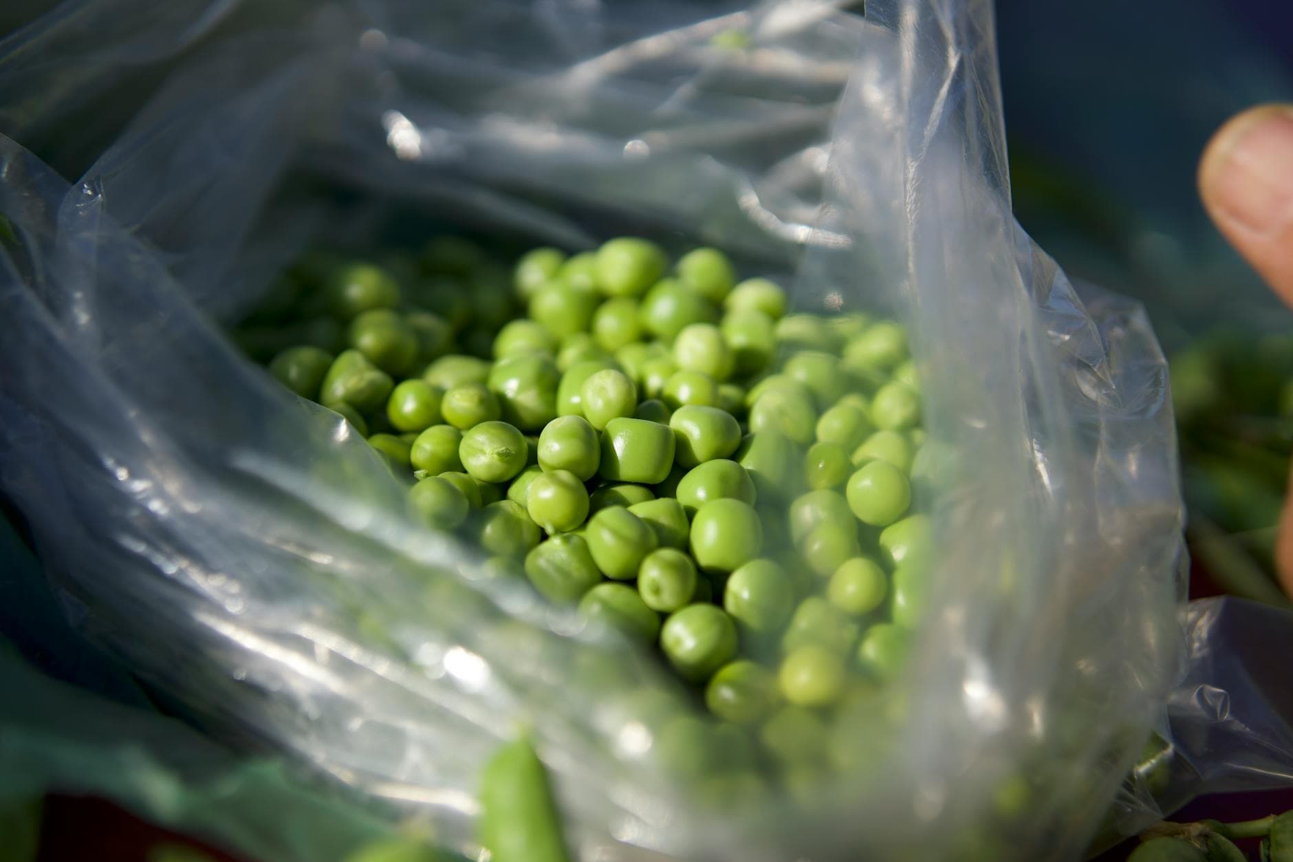 Close-up of fresh green peas inside a transparent plastic bag, sunlight hitting them. - spring produce benefits