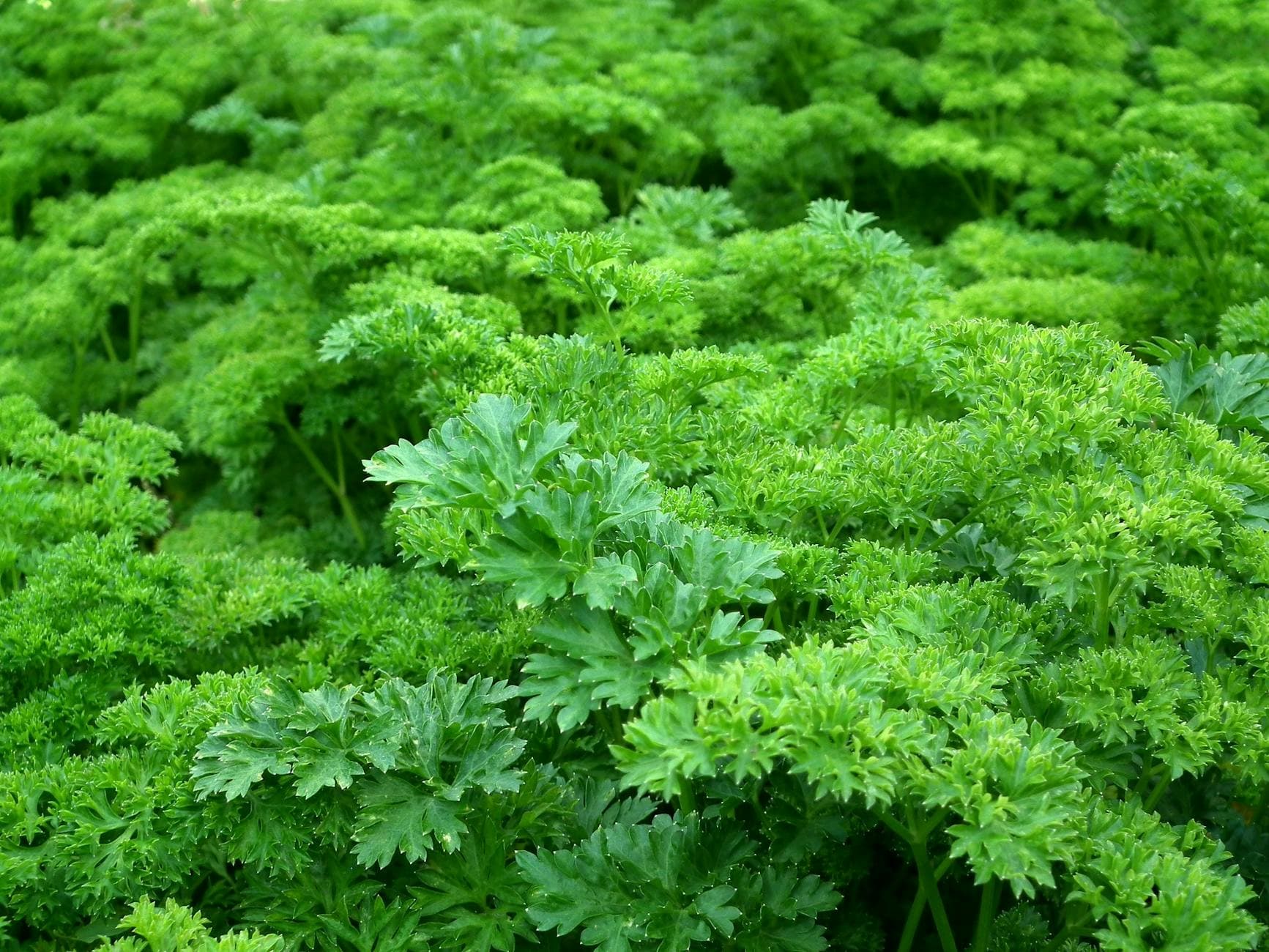 Close-up view of vibrant green parsley leaves, showcasing their lush texture and freshness. - spring vegetable recipes