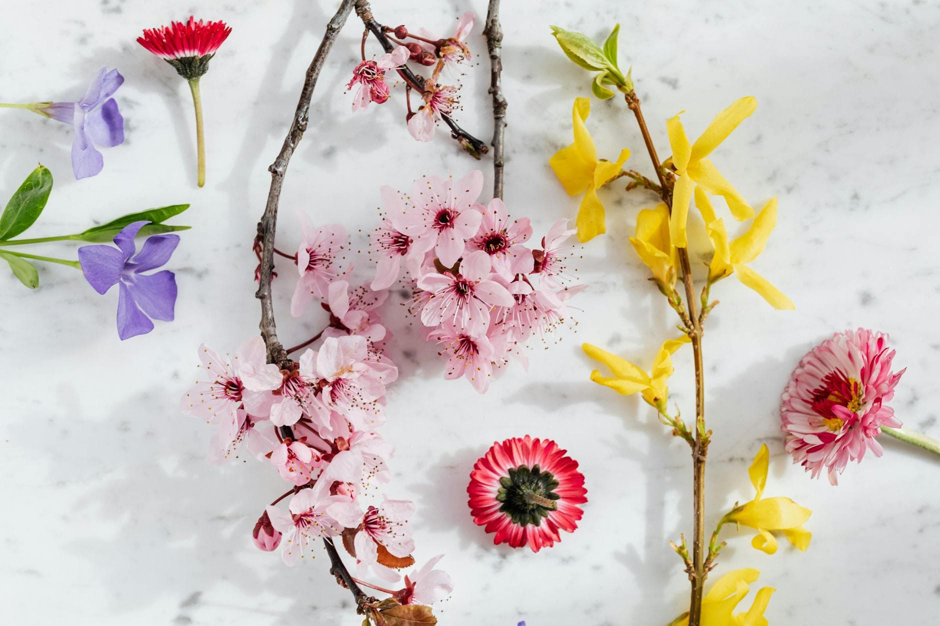 Top view of fresh pink Blossoms with purple Ramonda flower and yellow Forsythia composed with pink Asters and Peony on white marble background - spring wellness rituals