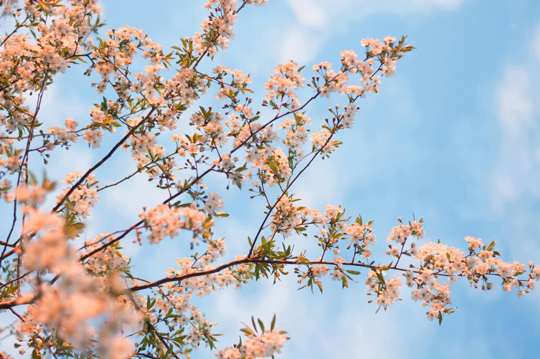 Vibrant spring blossoms on tree branches against a clear blue sky, capturing the essence of the season. - circadian rhythm spring