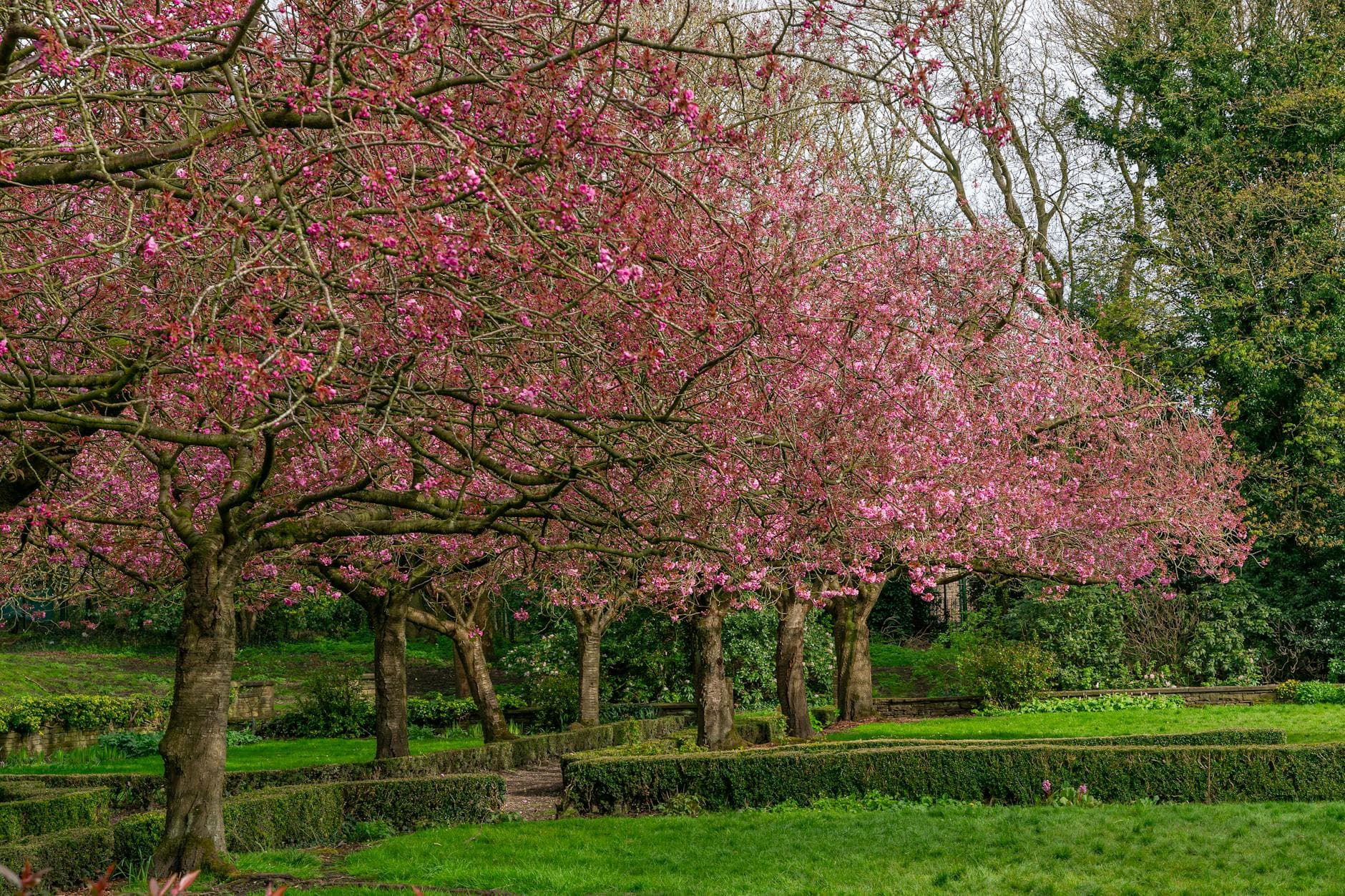 Beautiful pink cherry blossom trees in a lush garden setting, showcasing the vibrant colors of spring. - spring gardening fitness
