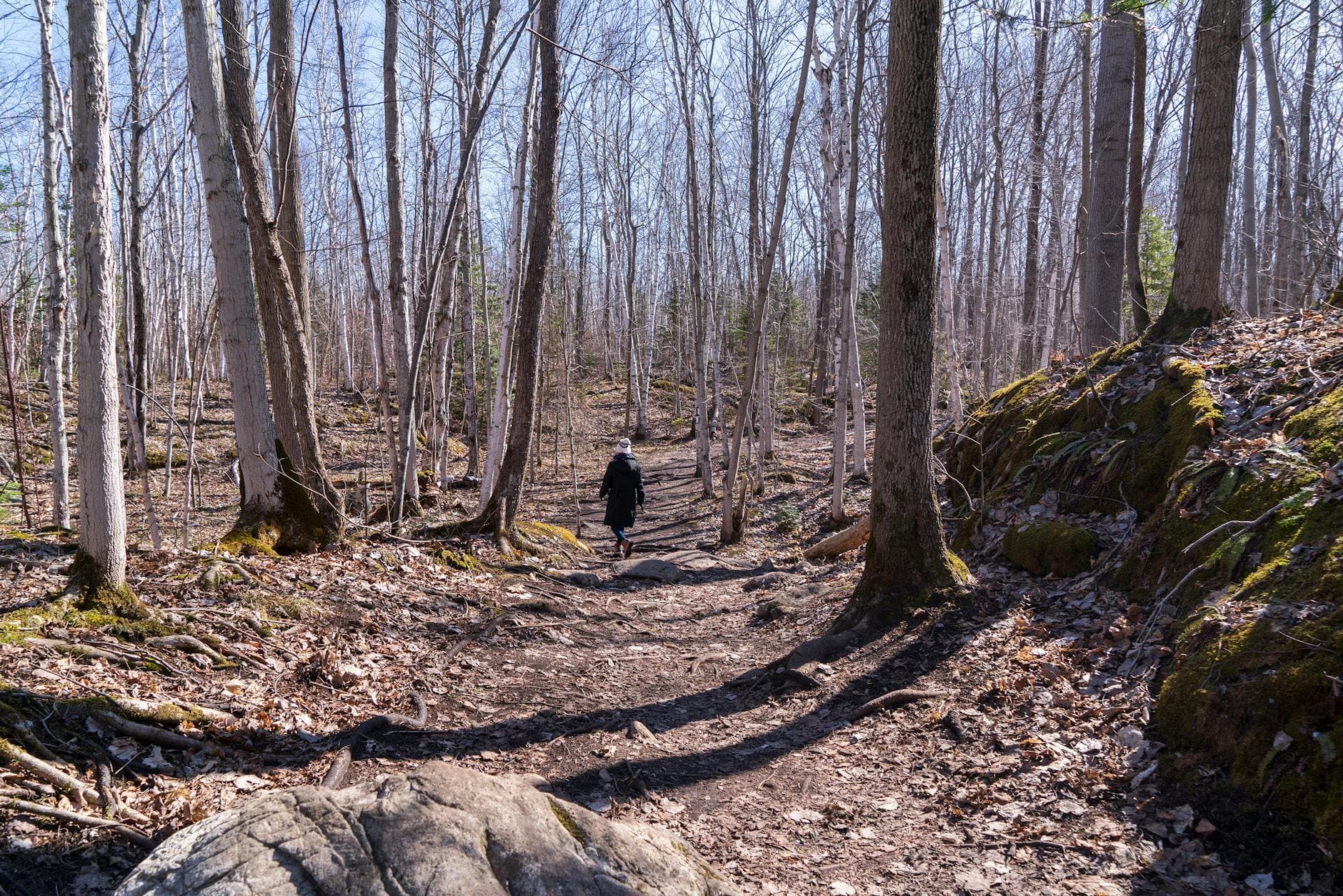 A lone person walks through a leafless forest in early spring, highlighting natural tranquility. - spring trail walking