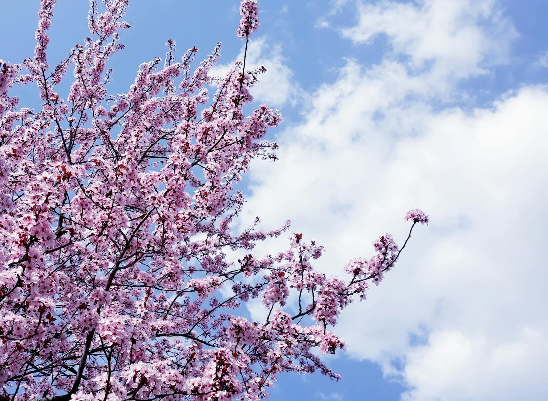 Stunning cherry blossom tree in full bloom against a vibrant blue sky in Timișoara, Romania. - spring wellness tips