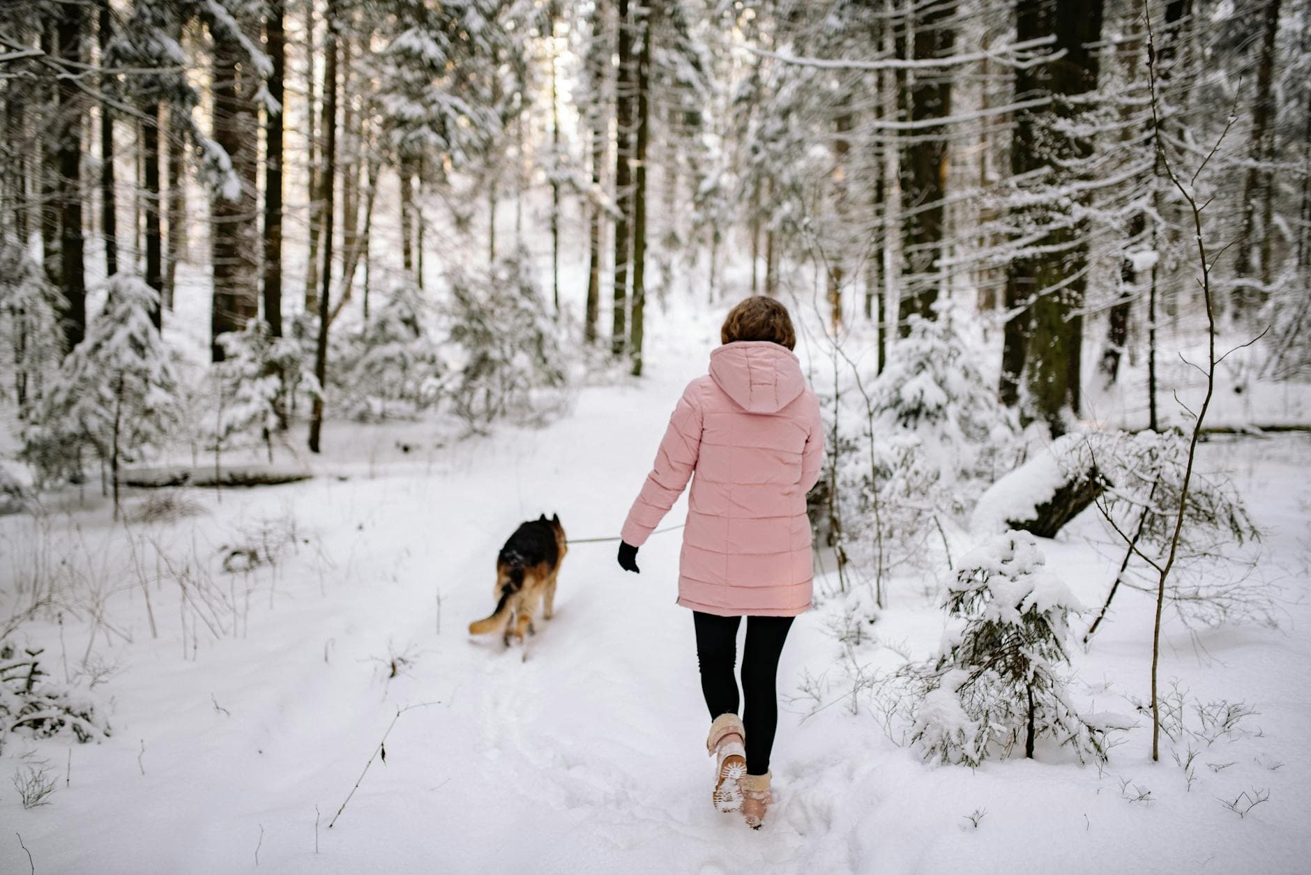 A woman in a pink jacket walks her German Shepherd through a snowy forest. - lose winter weight
