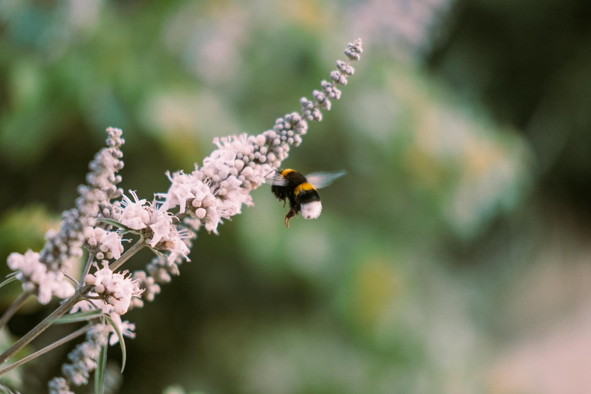 Close-up of a bumblebee pollinating a lavender flower in a garden, showcasing nature's harmony. - pollen gut health