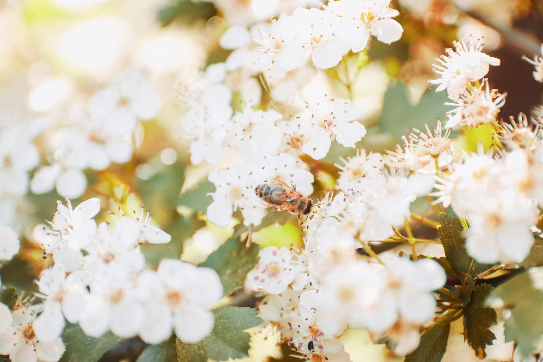 A bee pollinating white blossoms in a sunlit garden, symbolizing spring and nature. - spring allergy causes