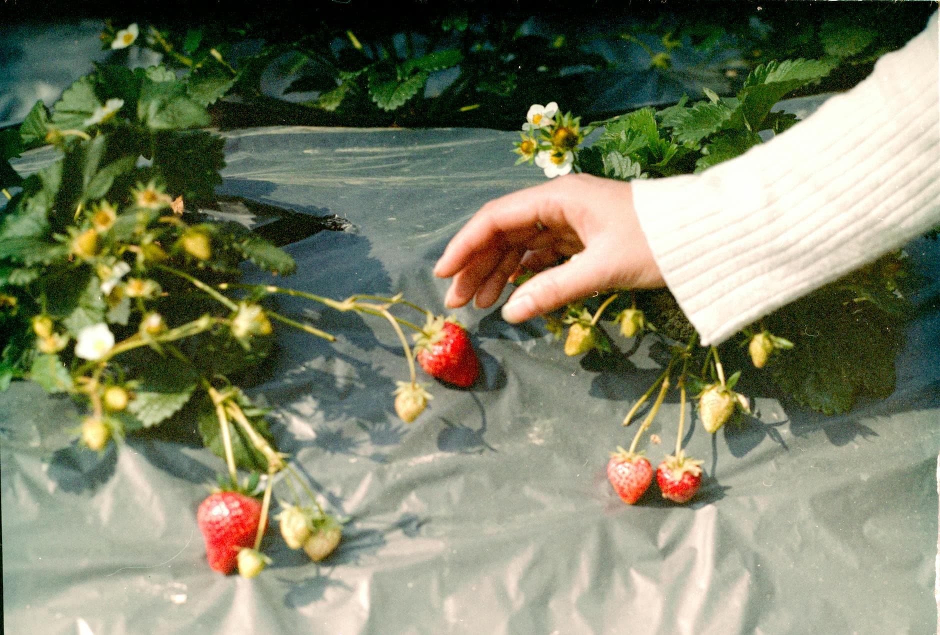 A human hand carefully picks ripe strawberries in an outdoor farm setting, highlighting fresh produce. - spring fruits energy