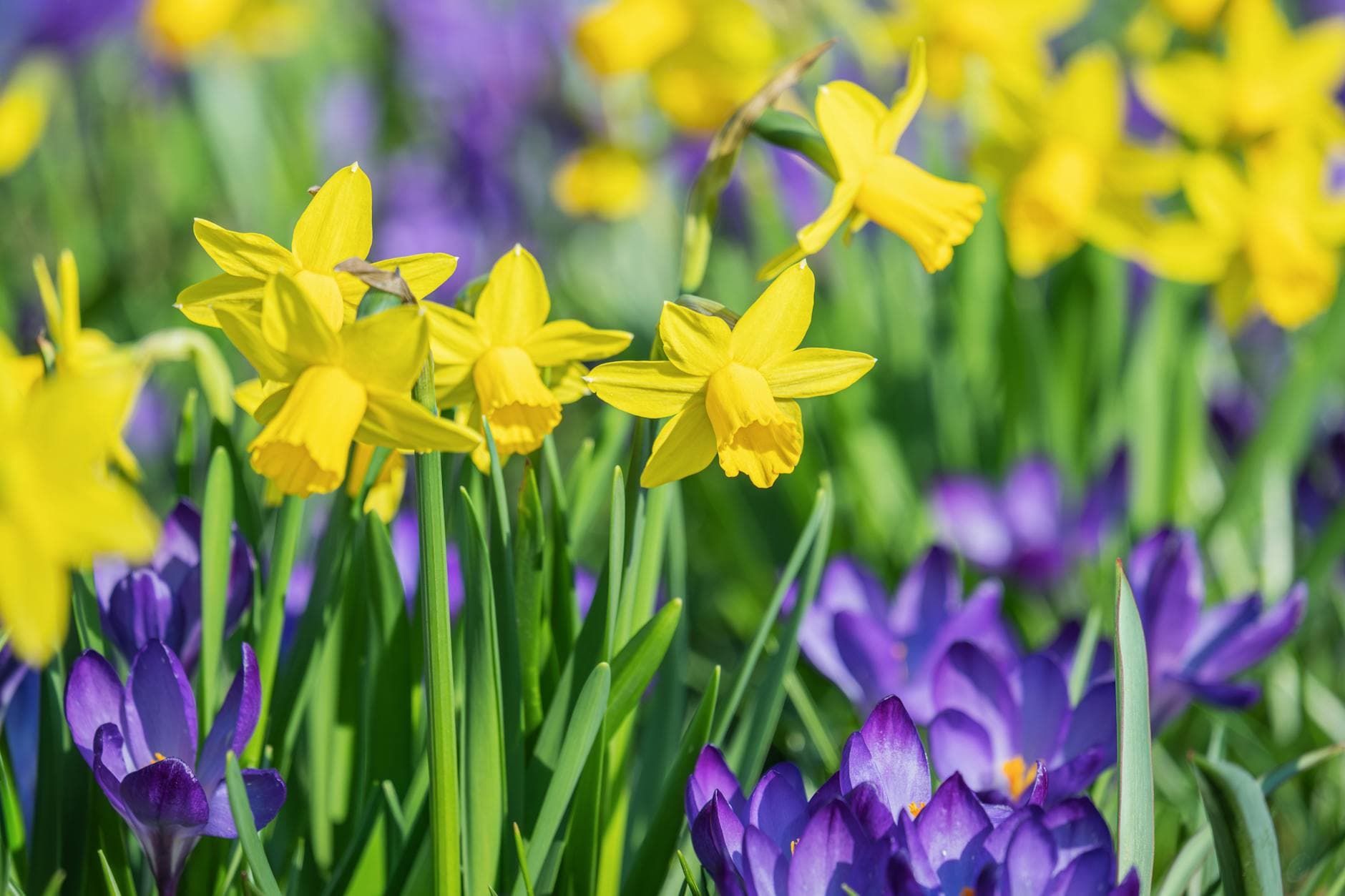 Colorful daffodils and crocuses blooming in spring, showcasing vibrant yellow and purple hues. - spring garden meals