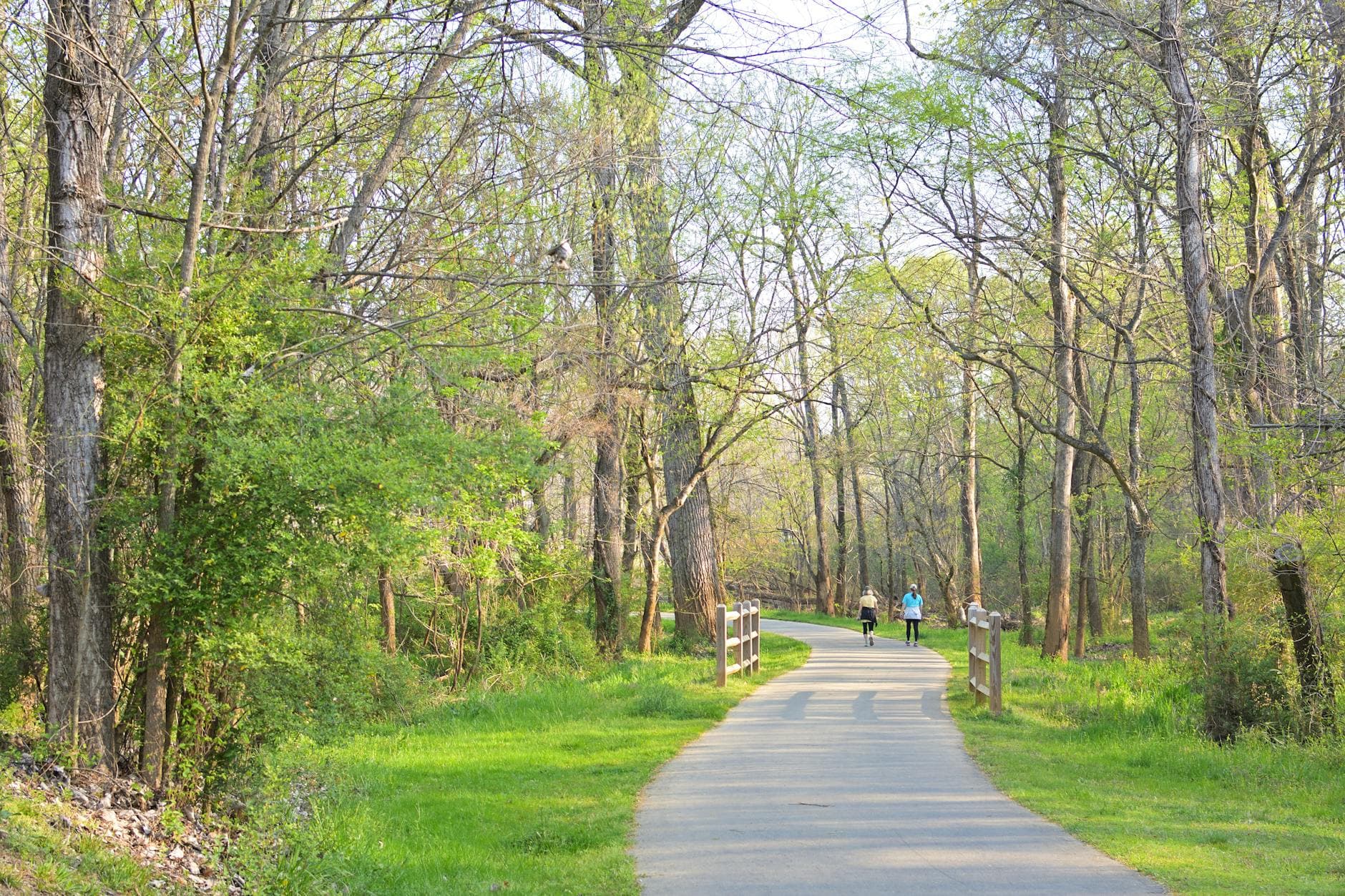 A scenic walkway through lush spring woods in Charlotte, ideal for leisure walks and outdoor exercise. - spring running trails