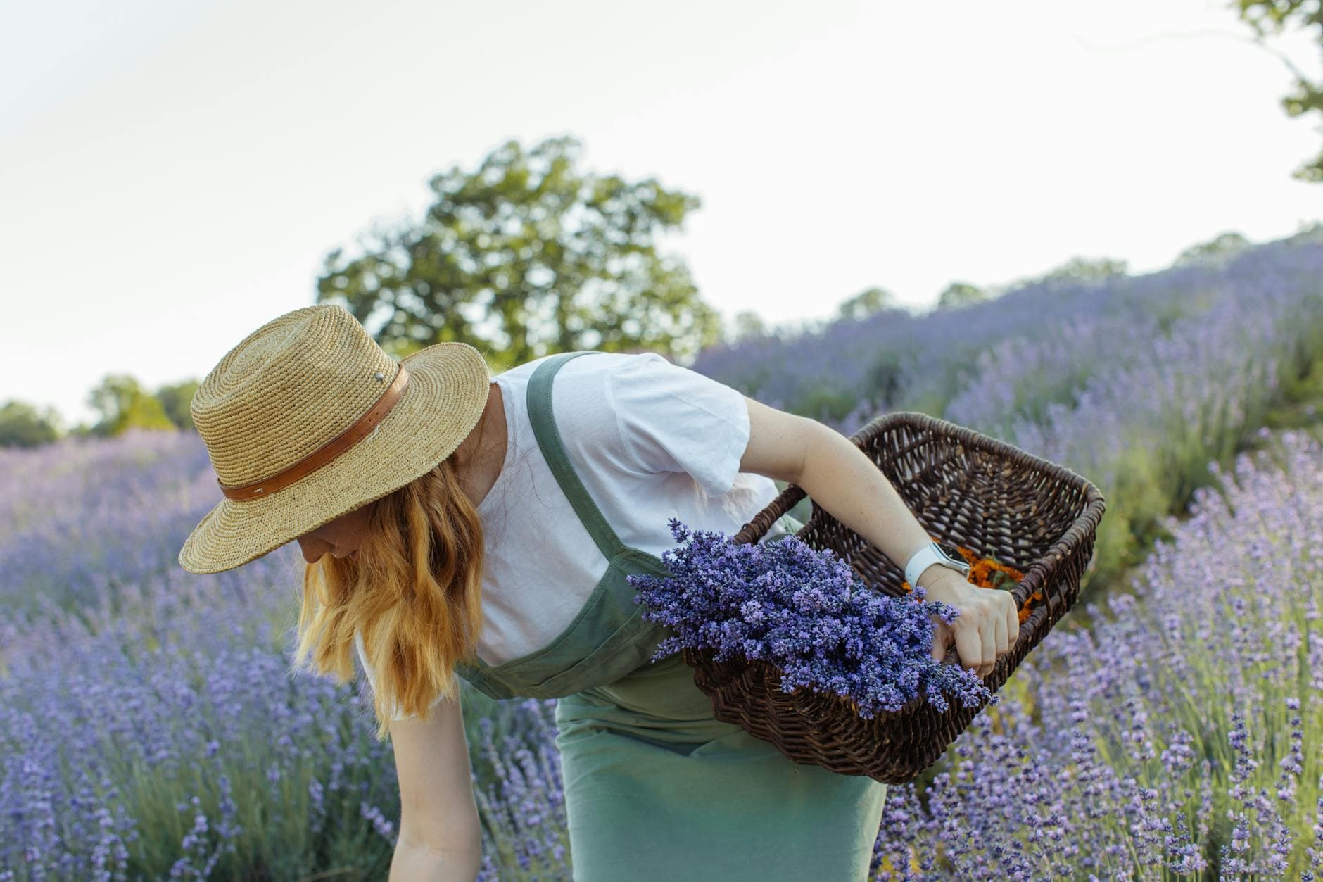 A woman in a straw hat gathers lavender blooms in a basket in a scenic summer field. - bloom greens benefits