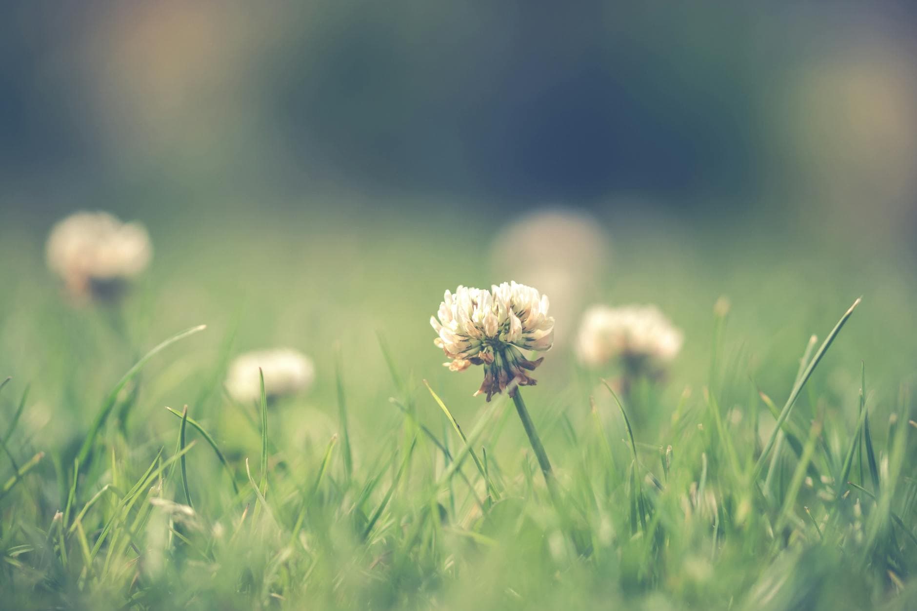 A close-up image of clover flowers blooming in a vibrant summer grassland. - natural allergy relief