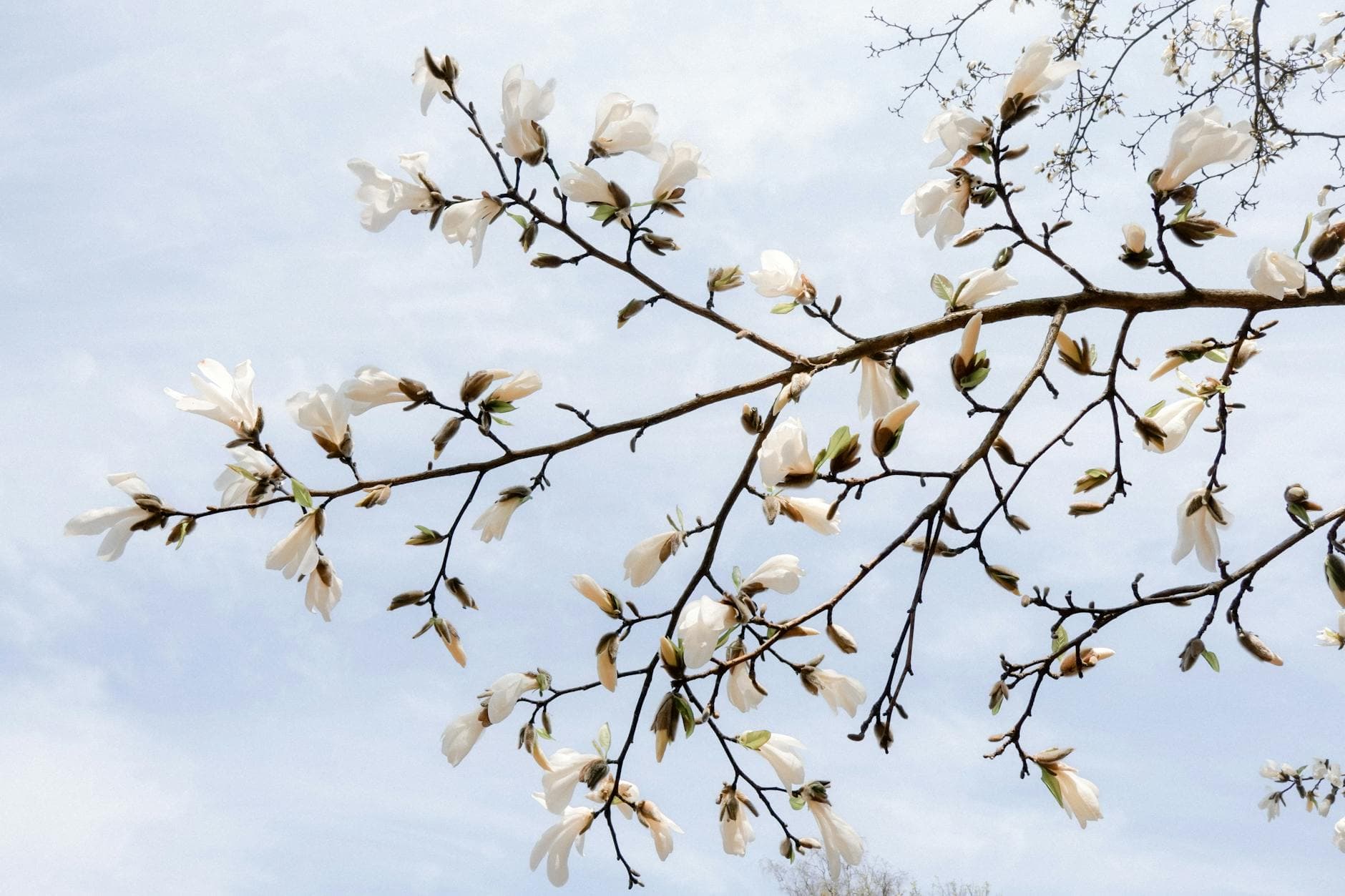 Gorgeous magnolia blossoms in full bloom on a sunny spring day. - spring mood boost