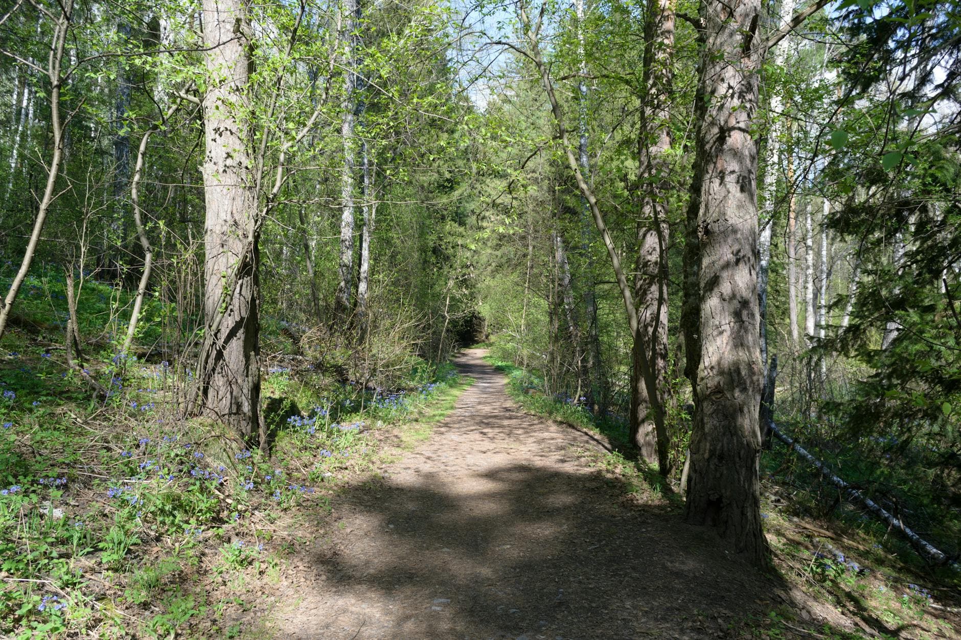 A serene dirt path meandering through a lush spring forest, surrounded by blooming wildflowers. - easy spring hikes