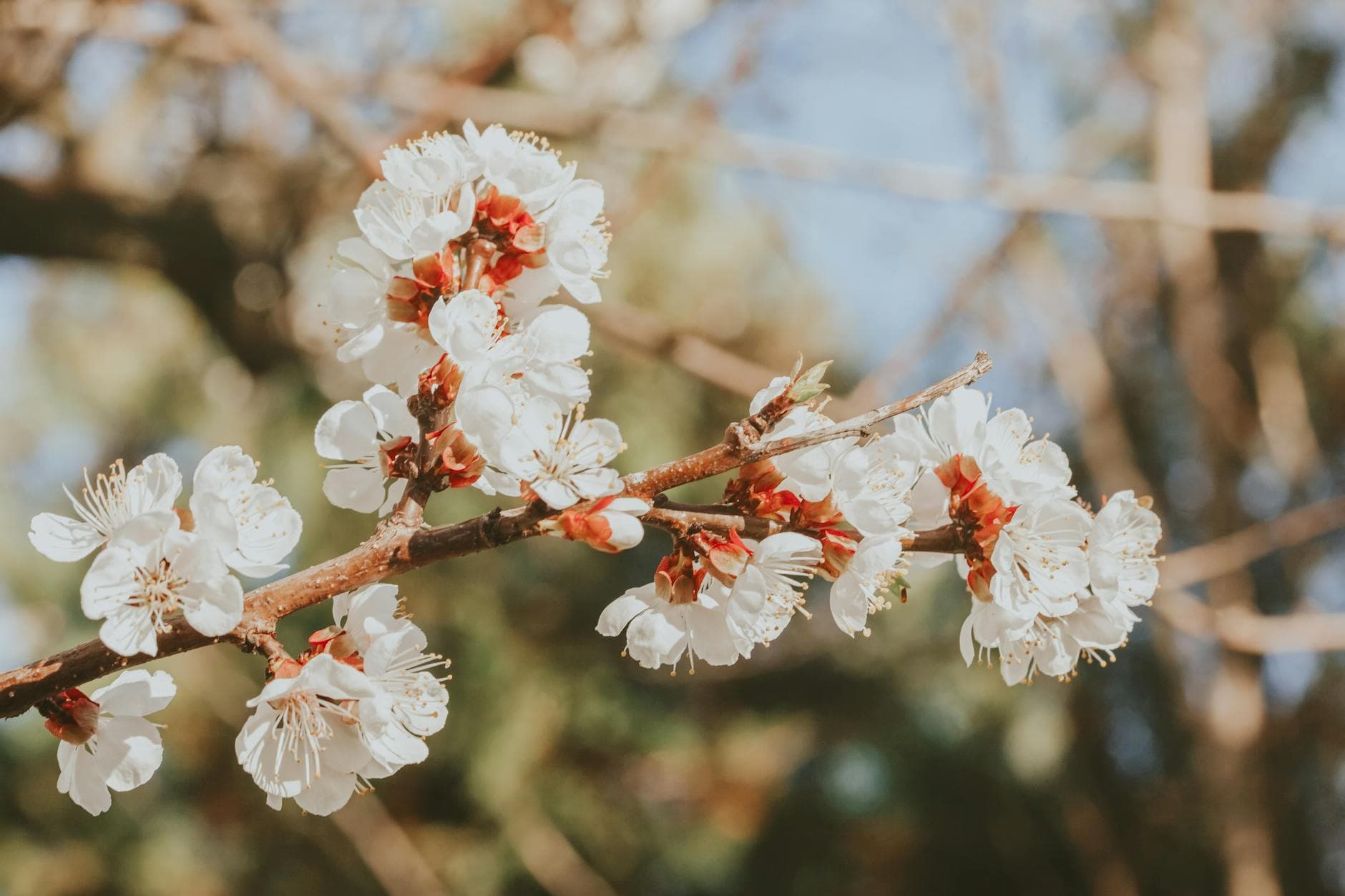 Blossoming tree twig with gentle flowers and thin stamens growing on plantation on blurred background - hormone balance spring