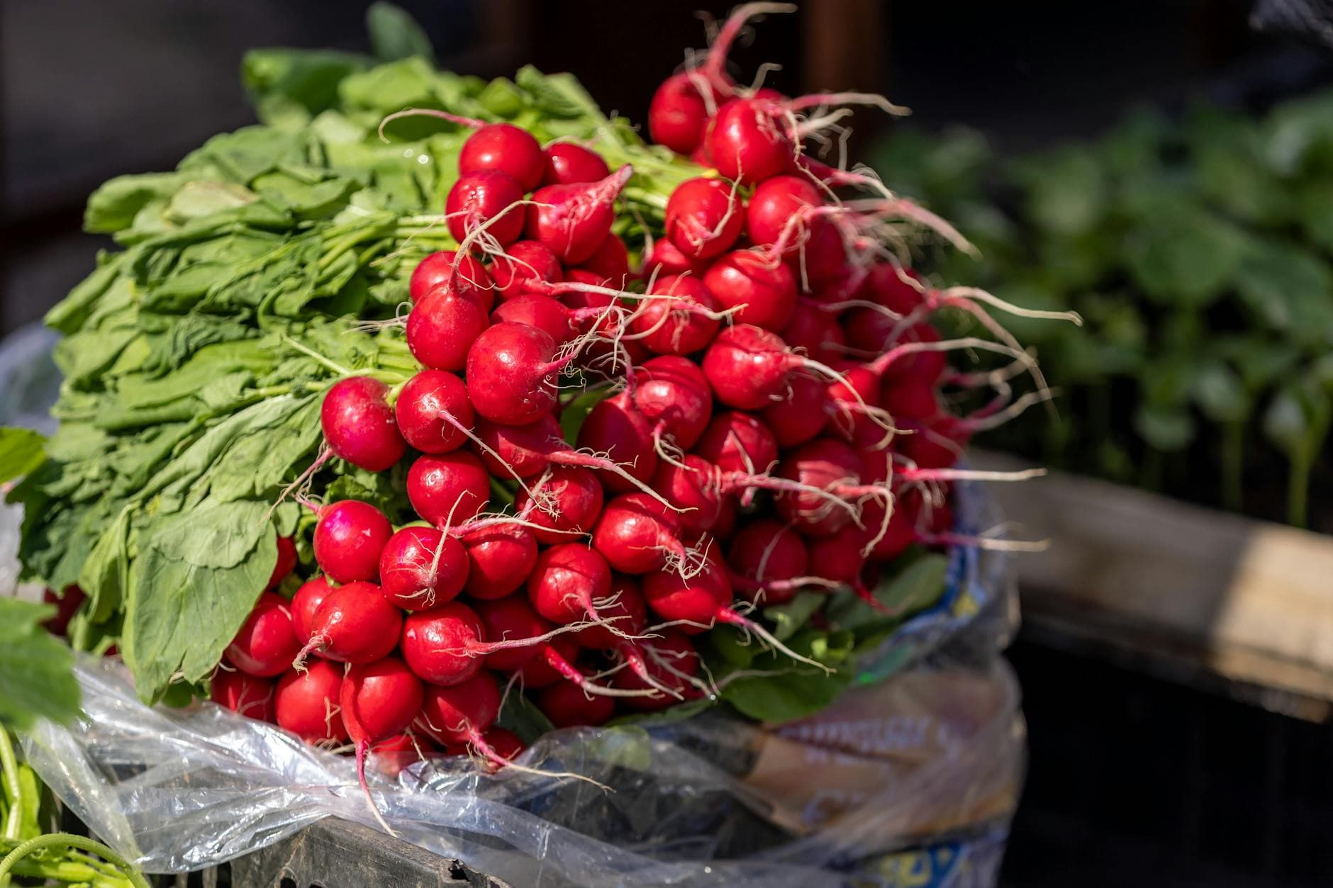 A bundle of fresh red radishes with leaves on display at a farmers market. - spring mood foods
