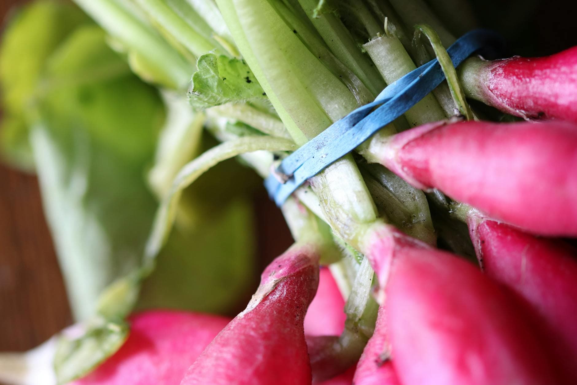 Close-up of a fresh bundle of red radishes with green leaves and blue rubber band. - spring produce nutrition