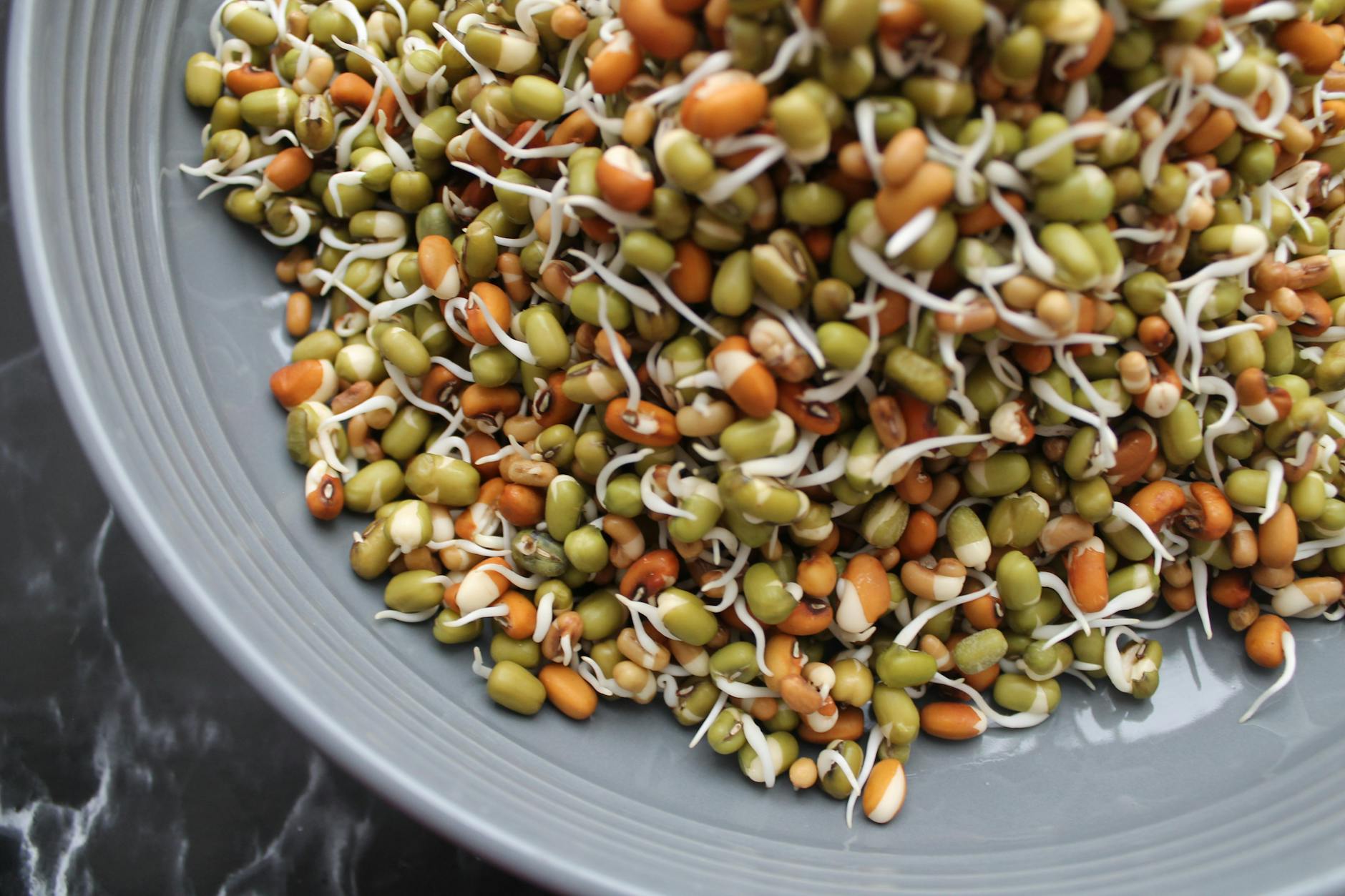 Vibrant close-up of mixed bean sprouts filling a modern bowl. - best plant based protein powder