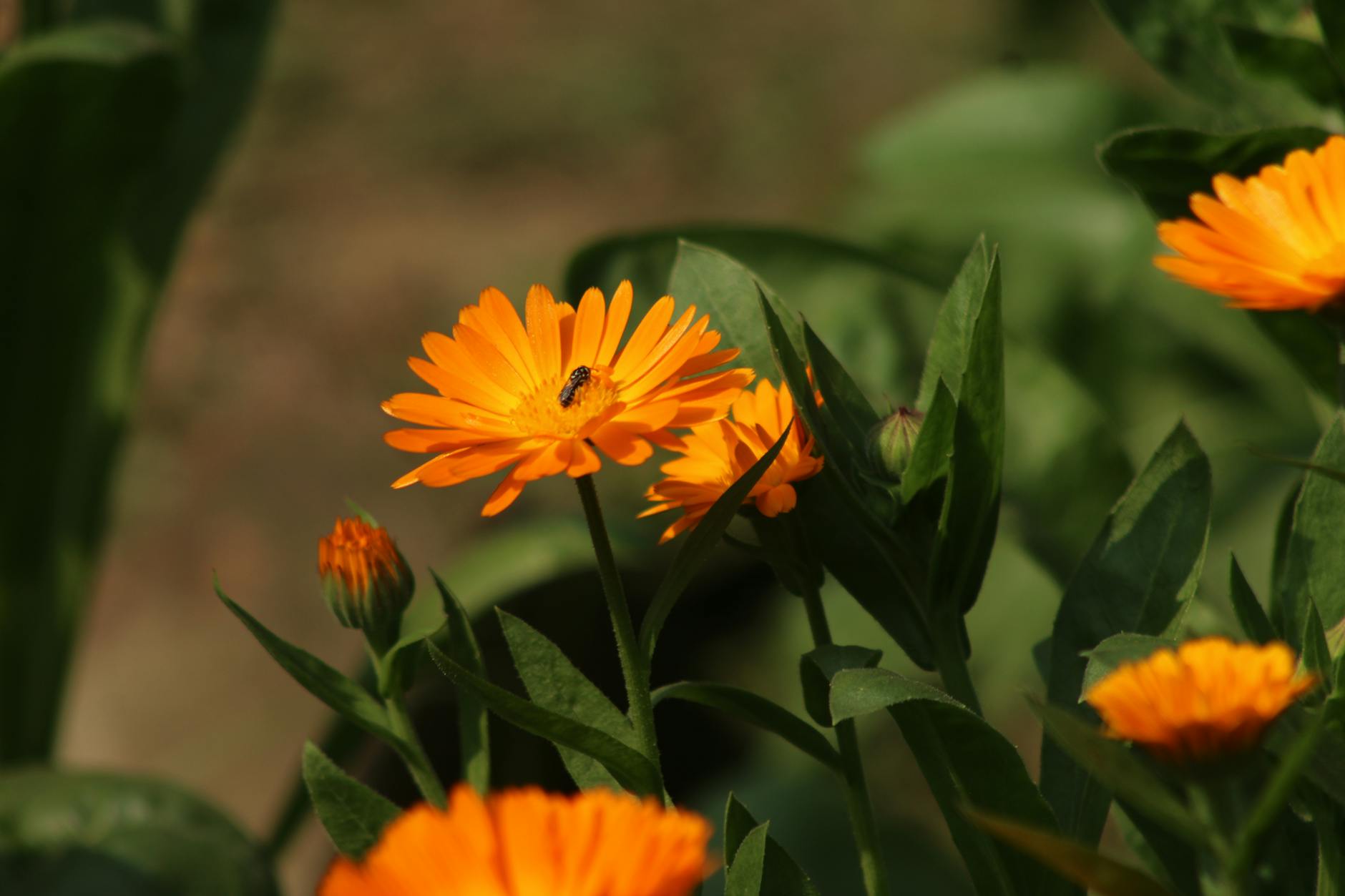 Close-up of orange marigolds with a small beetle on a petal, basking in sunlight. - bloom greens benefits