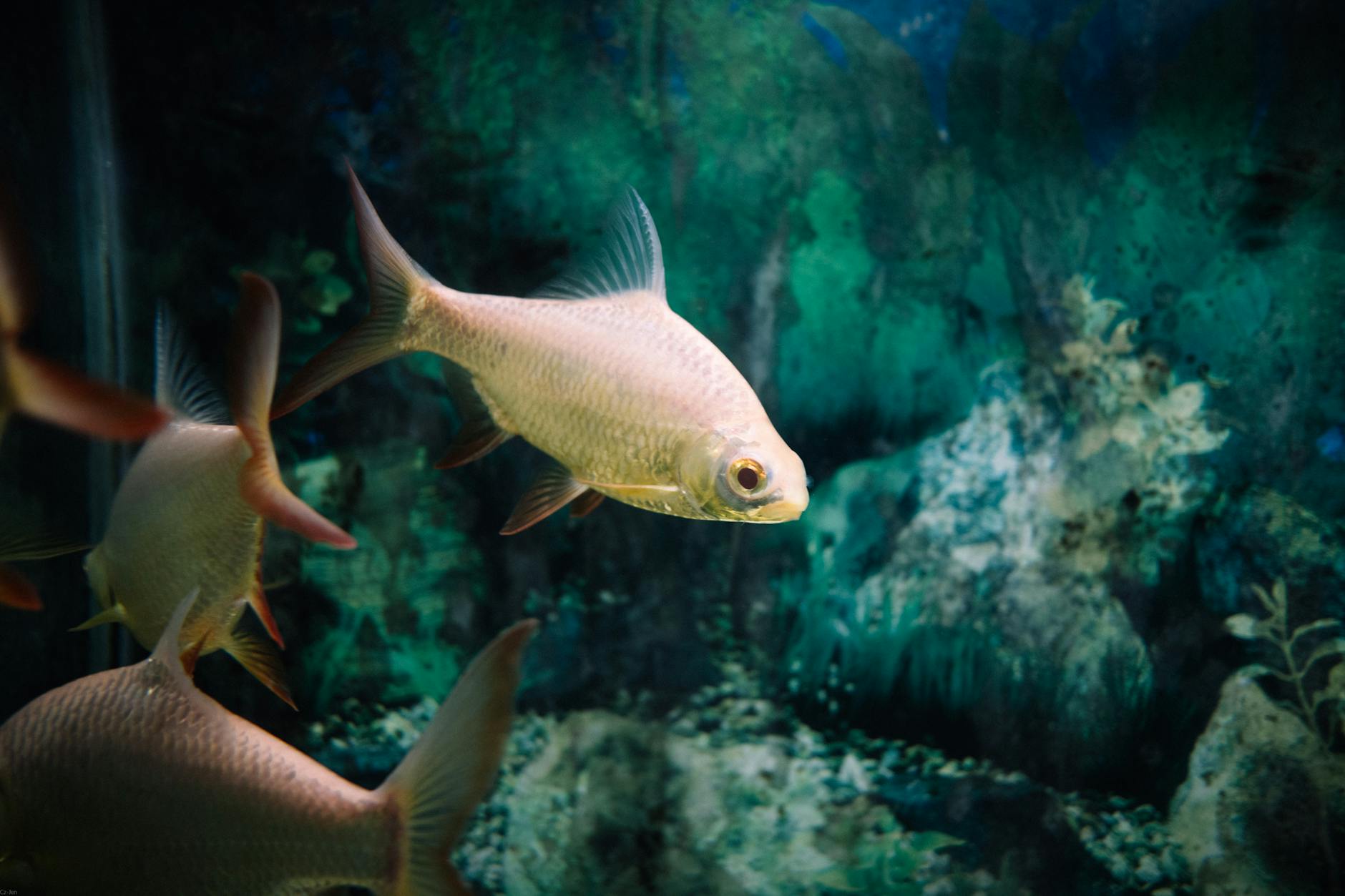 A close-up shot of fish swimming gracefully in a well-lit aquarium, showcasing sea life. - swimming benefits for health