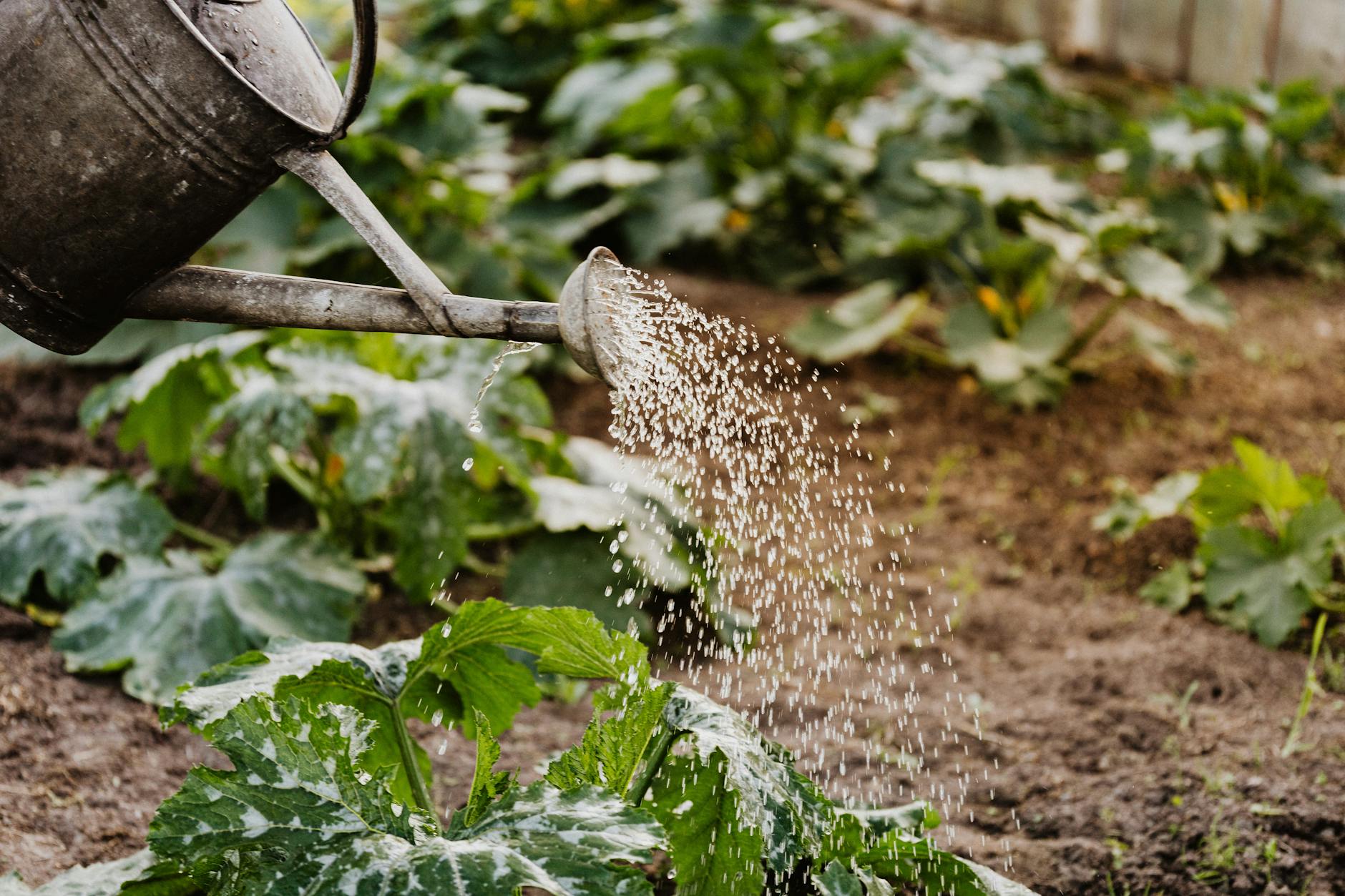 Close-up of a watering can nurturing green plants in a garden, promoting growth. - gardening for exercise