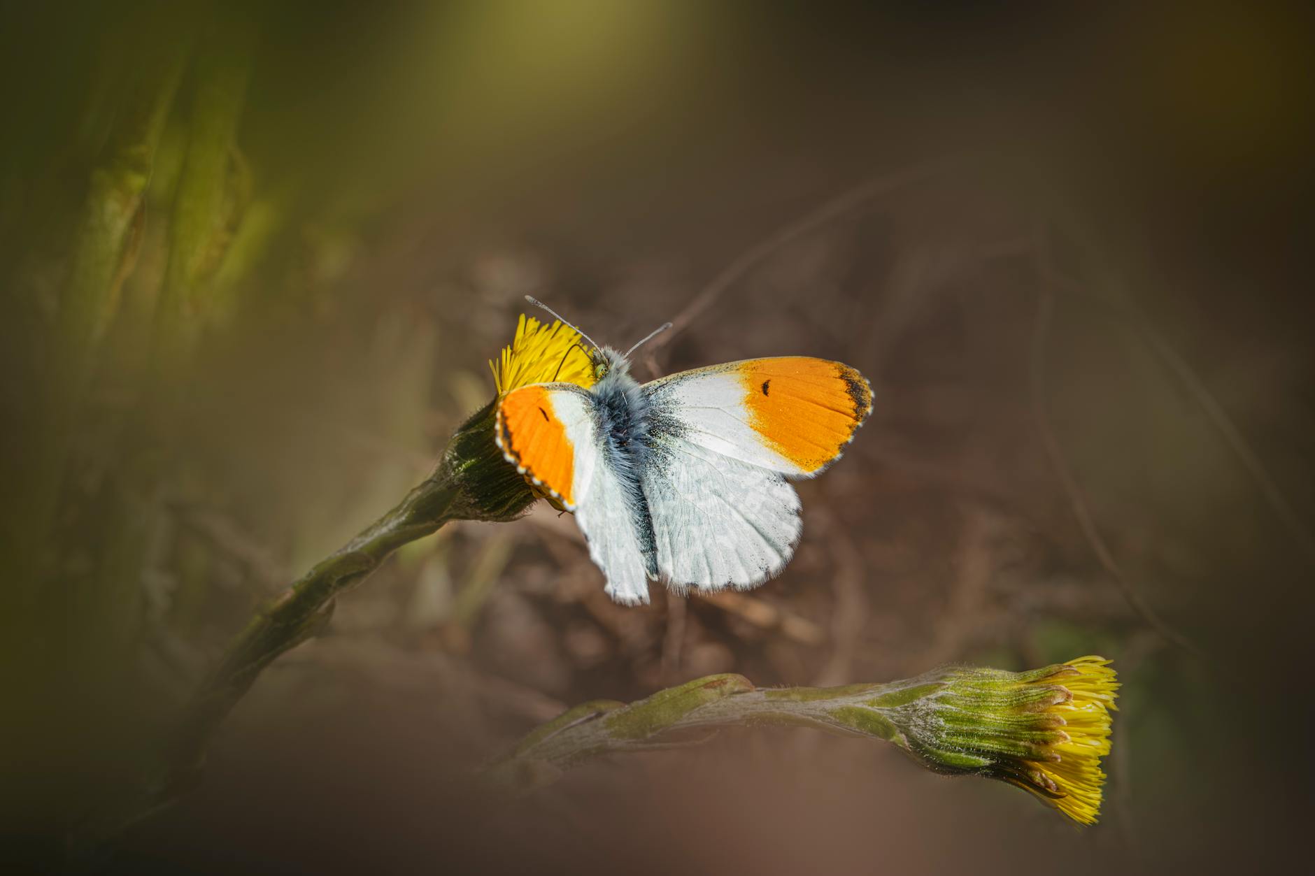 Macro shot of an Orange-Tip butterfly resting on a blooming wildflower, surrounded by lush foliage. - hydration tips spring