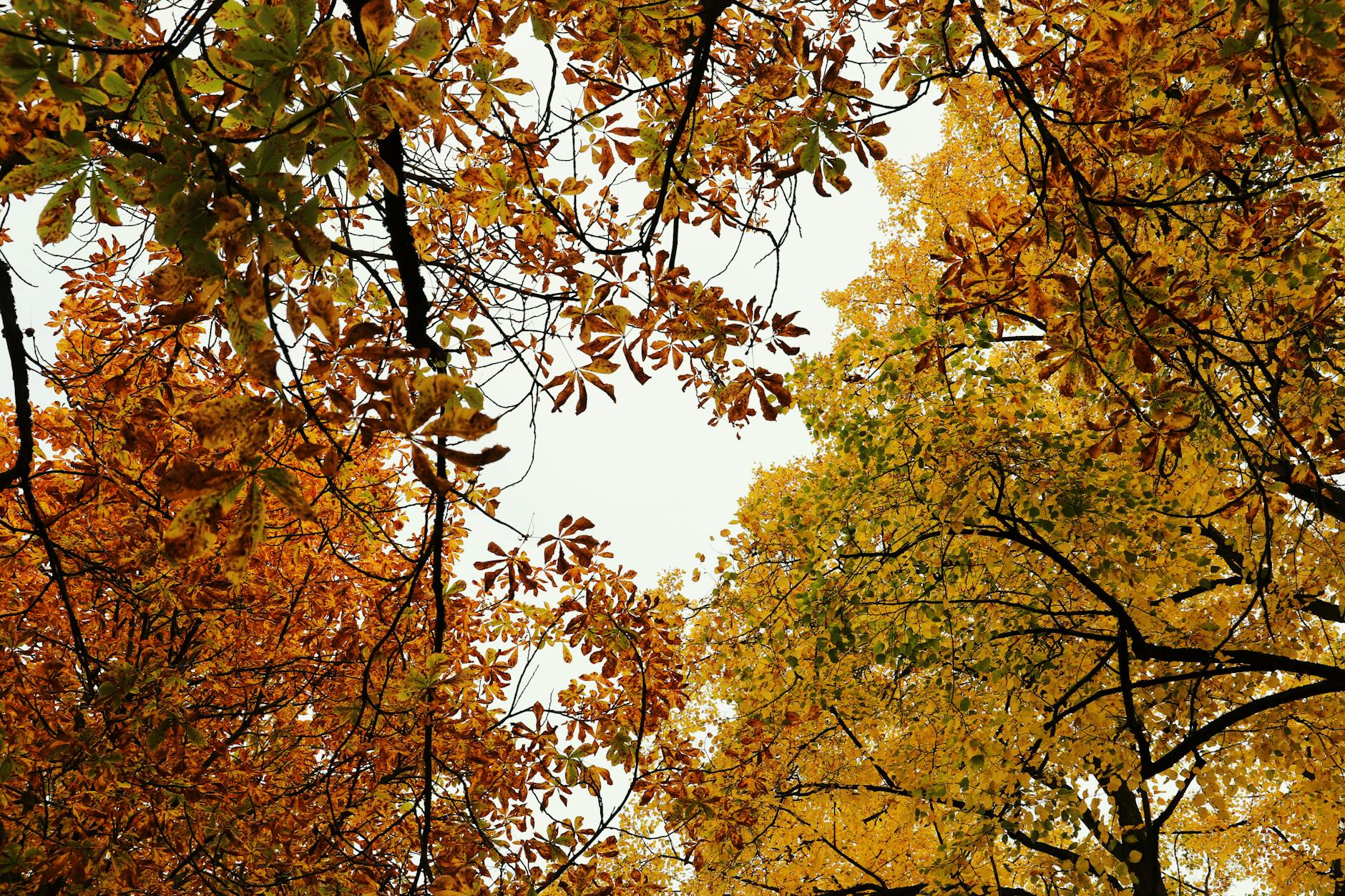 Stunning fall foliage forms a colorful canopy with vibrant hues of autumn leaves. - seasonal mood changes