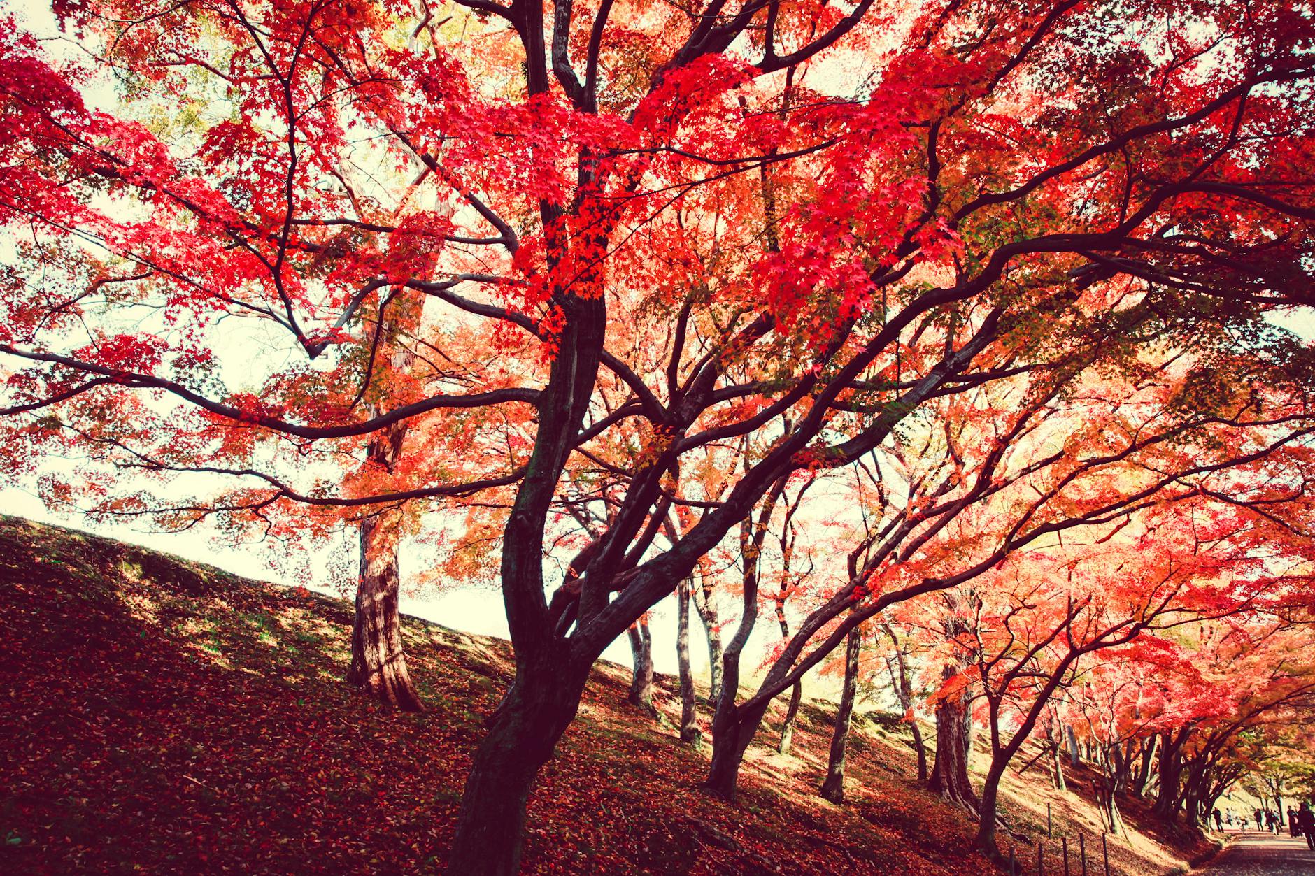 Beautiful autumn park with vibrant red and orange leaves creating a serene natural scene. - seasonal mood changes