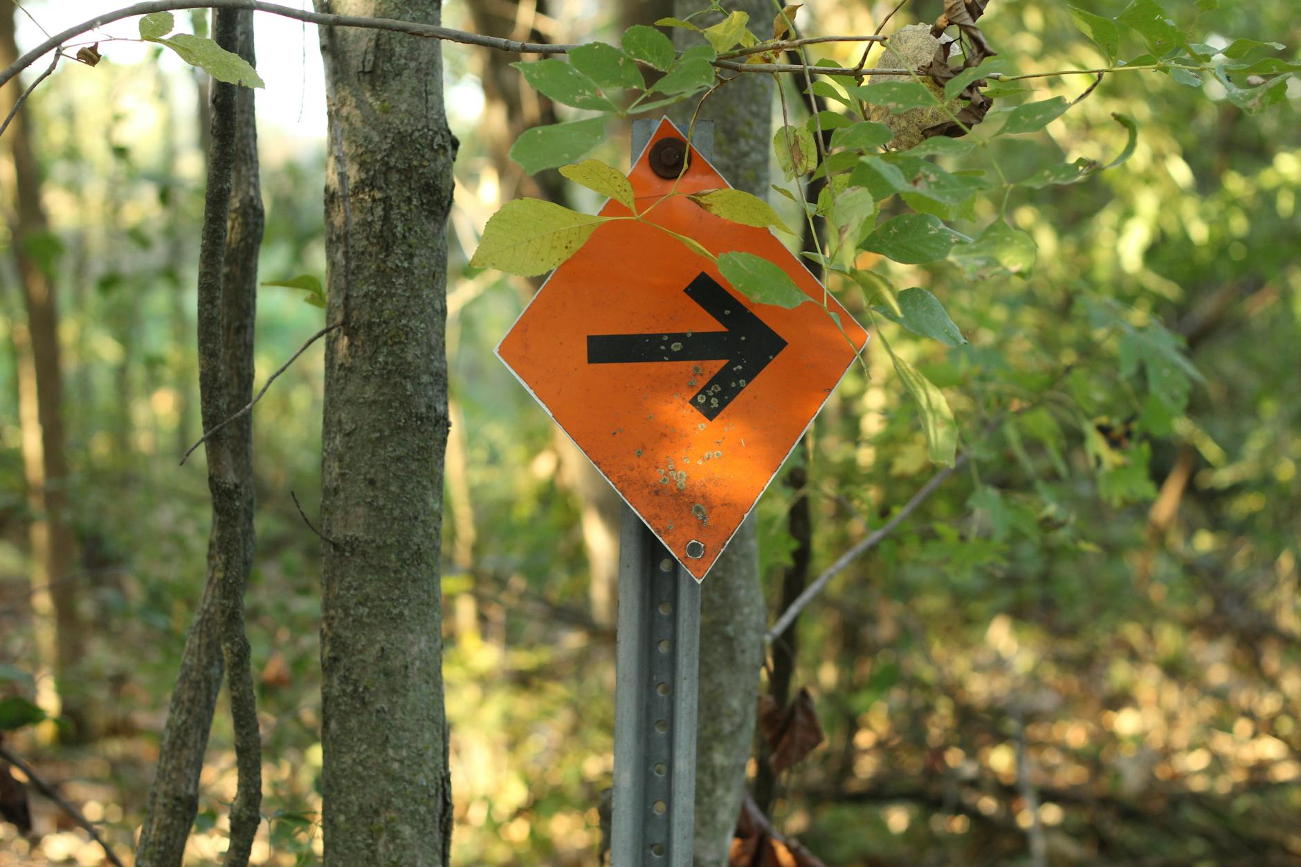 An orange directional sign with an arrow guides through dense woodland path. - spring hiking guide