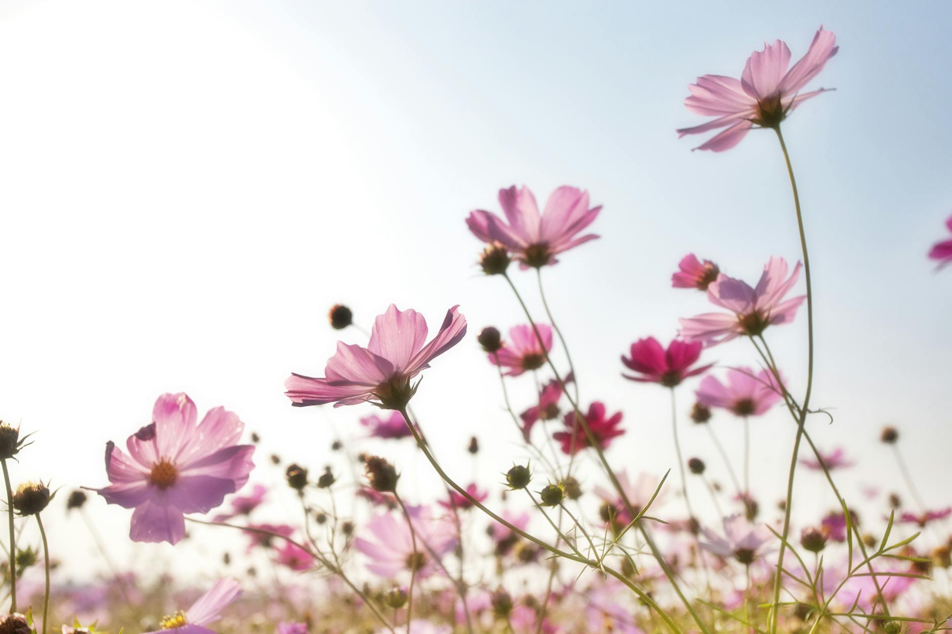 A beautiful field of pink cosmos flowers in full bloom under a clear sky. - spring seasonal affective disorder