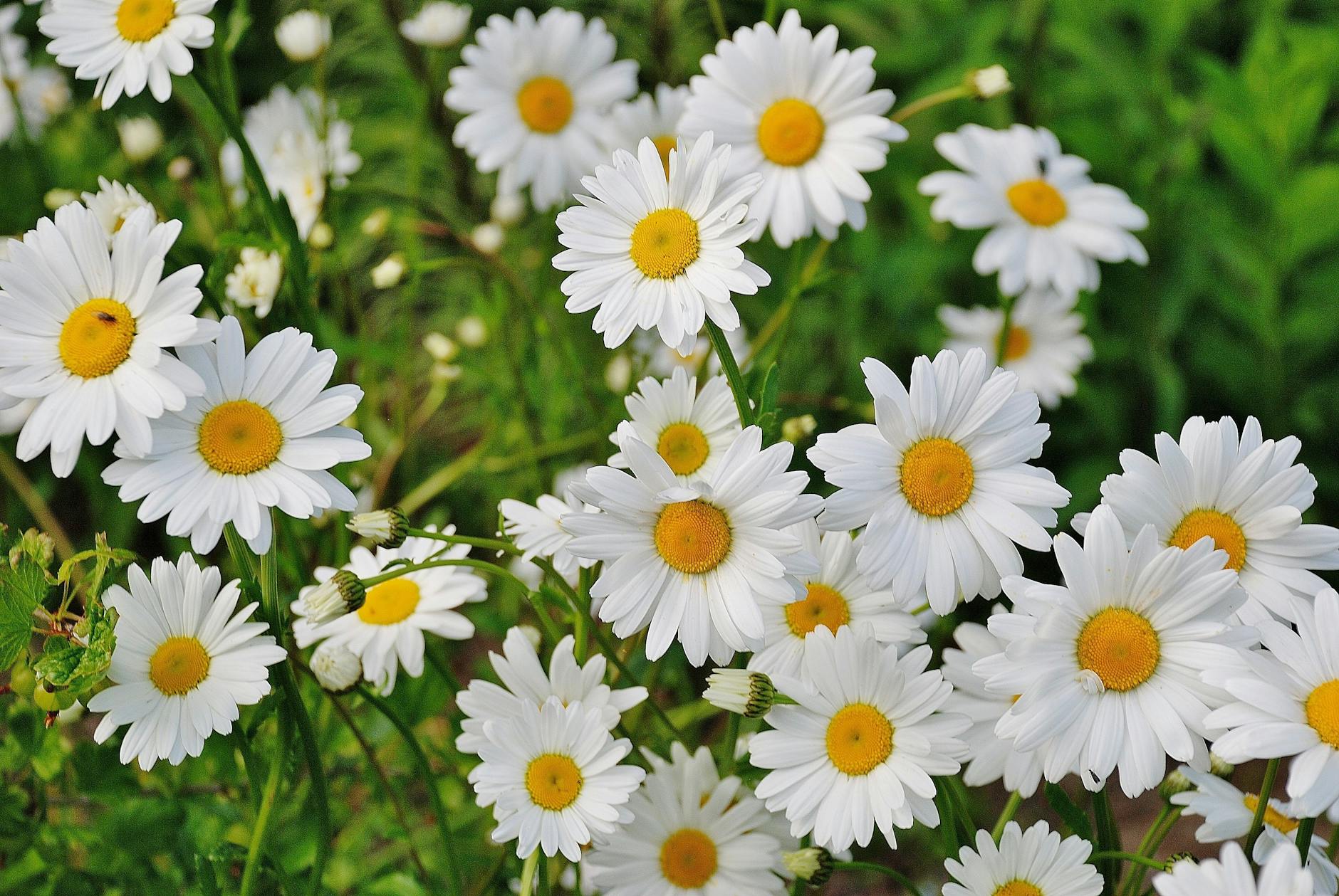 Vibrant cluster of white daisies blooming in a lush green garden during spring. - spring seasonal affective disorder