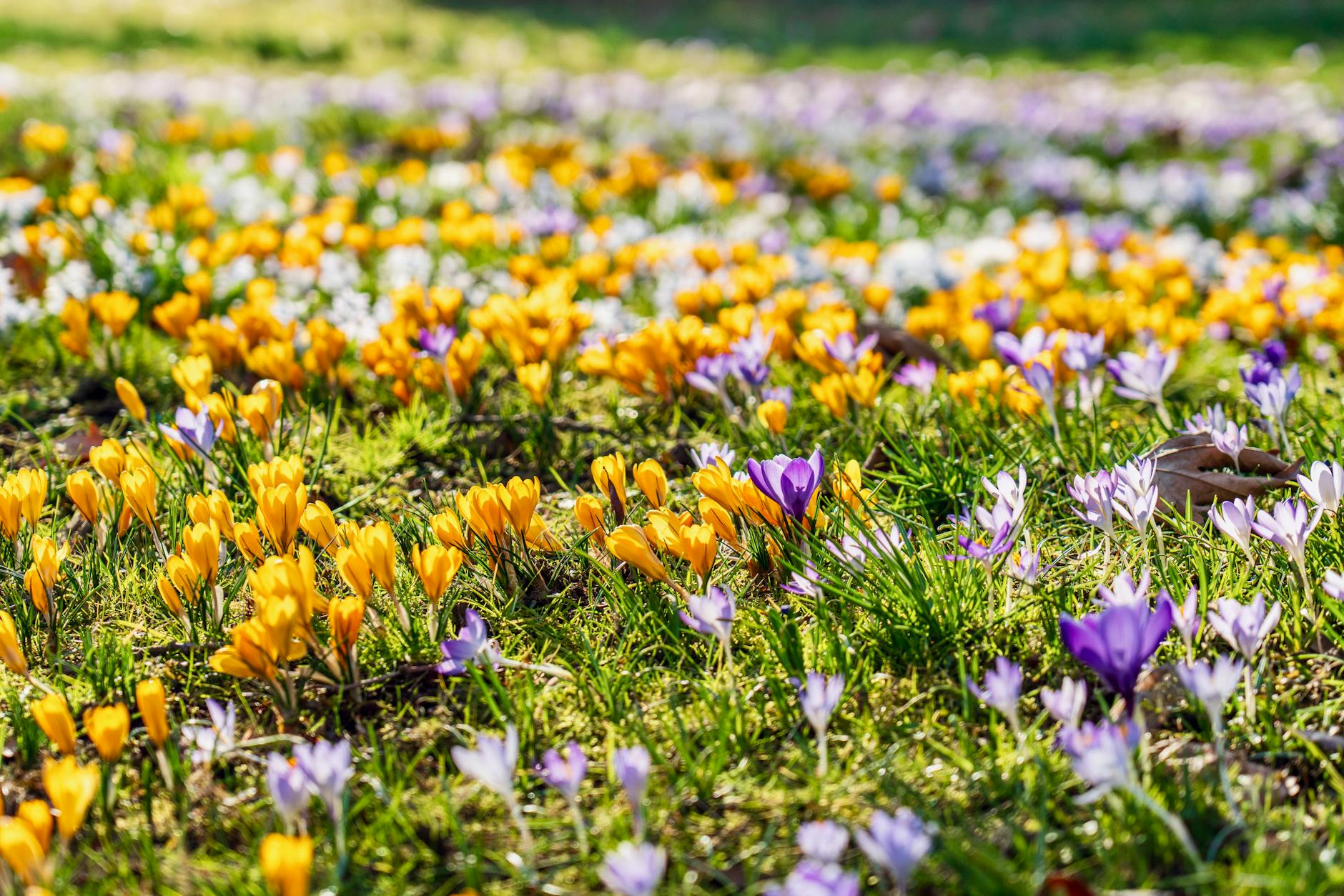 A colorful field of purple and yellow crocuses in full bloom during spring, shot outdoors. - circadian rhythm spring