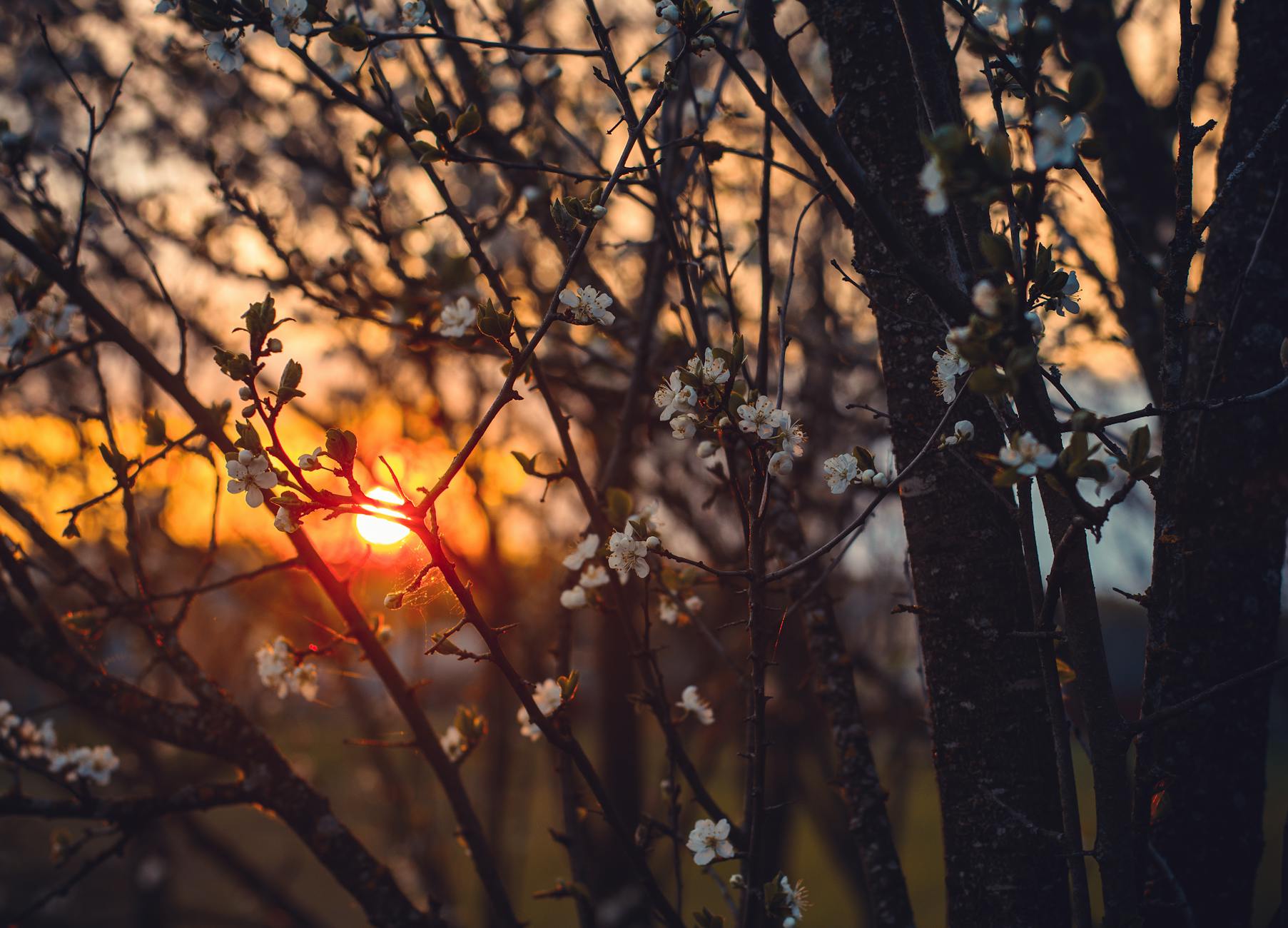 Capture the serene beauty of a sunset filtering through blossoming trees, a perfect spring evening. - circadian rhythm spring