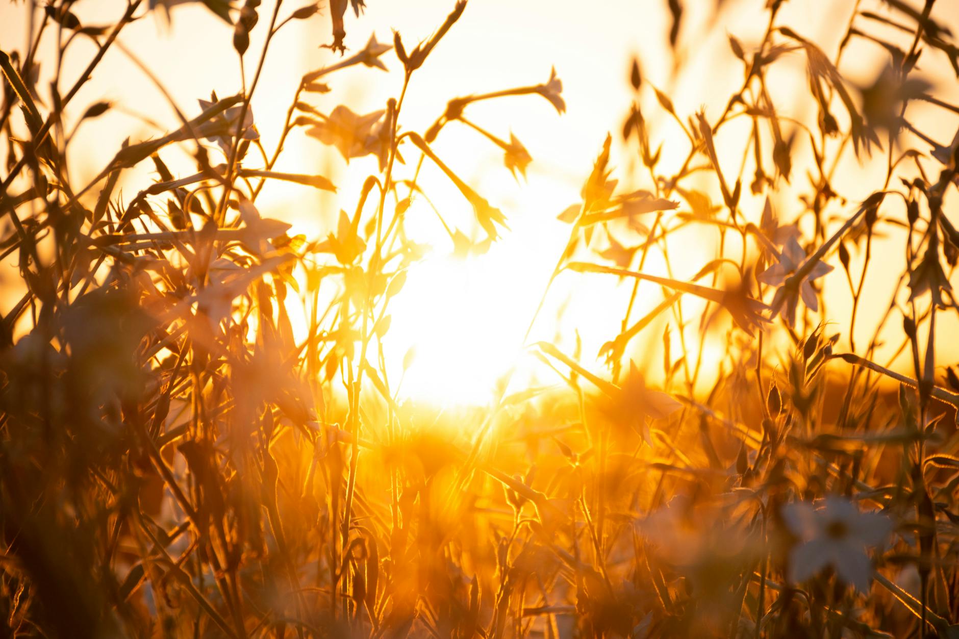 Vibrant sunset glowing through a field of wildflowers, capturing summer's warmth and tranquility. - circadian rhythm spring