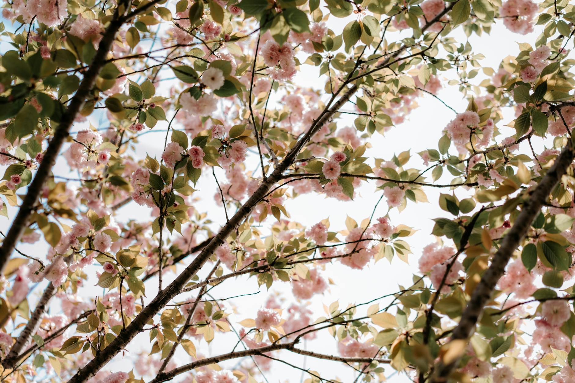 A serene view of cherry blossoms blooming against a clear spring sky. - circadian rhythm spring
