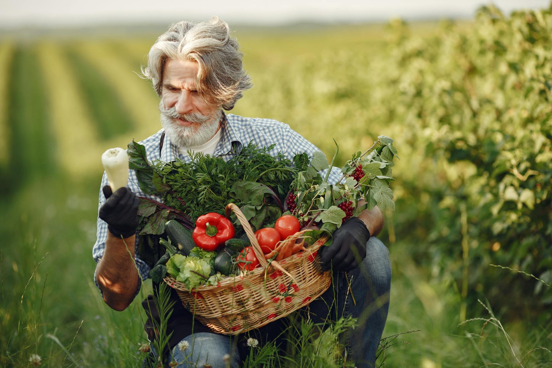 An elderly farmer gathers fresh vegetables in a sunny countryside field during summer. - gardening for health