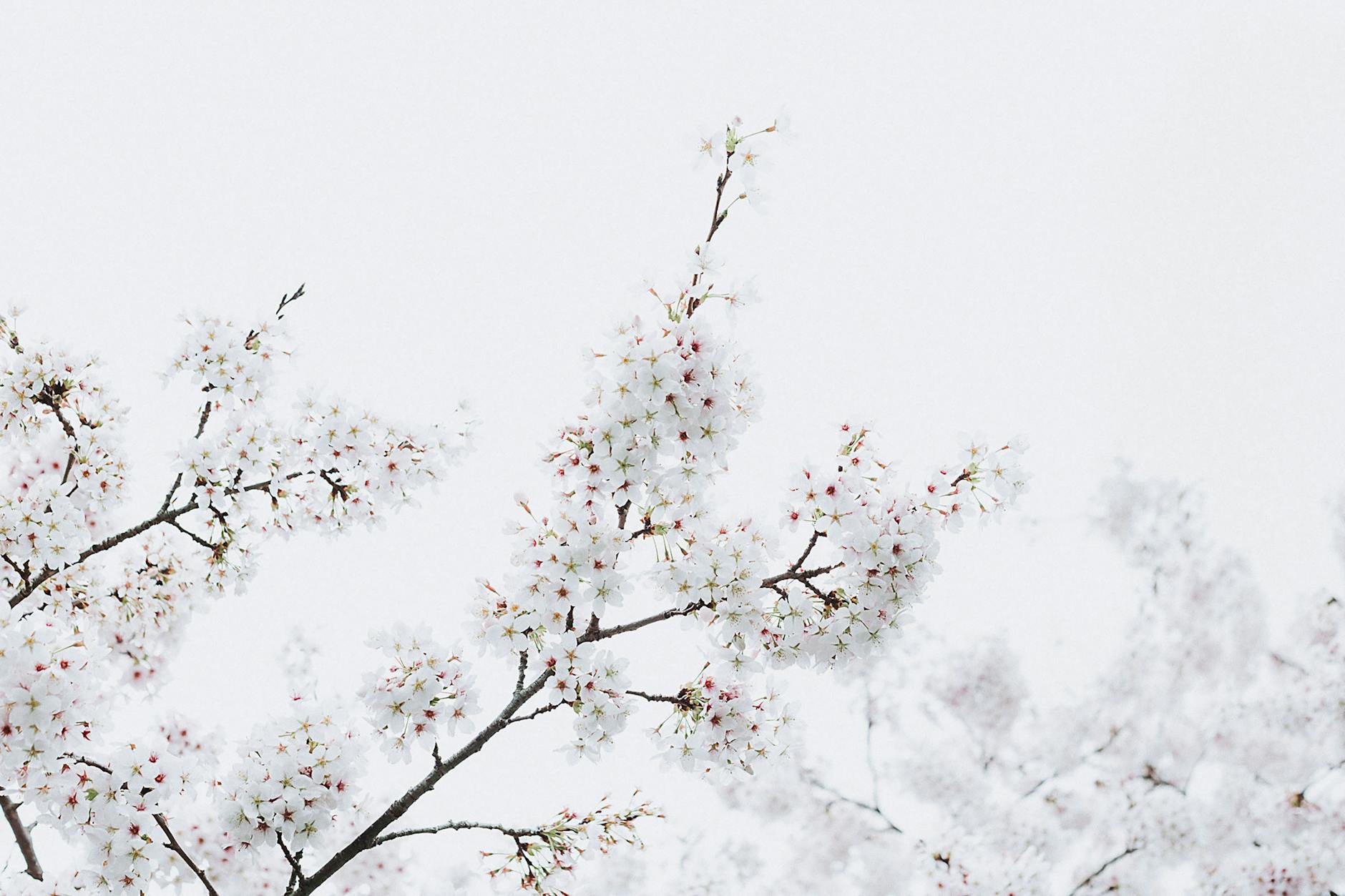 Beautiful cherry blossom branches in full bloom against a bright sky, evoking the essence of spring. - mental clarity spring