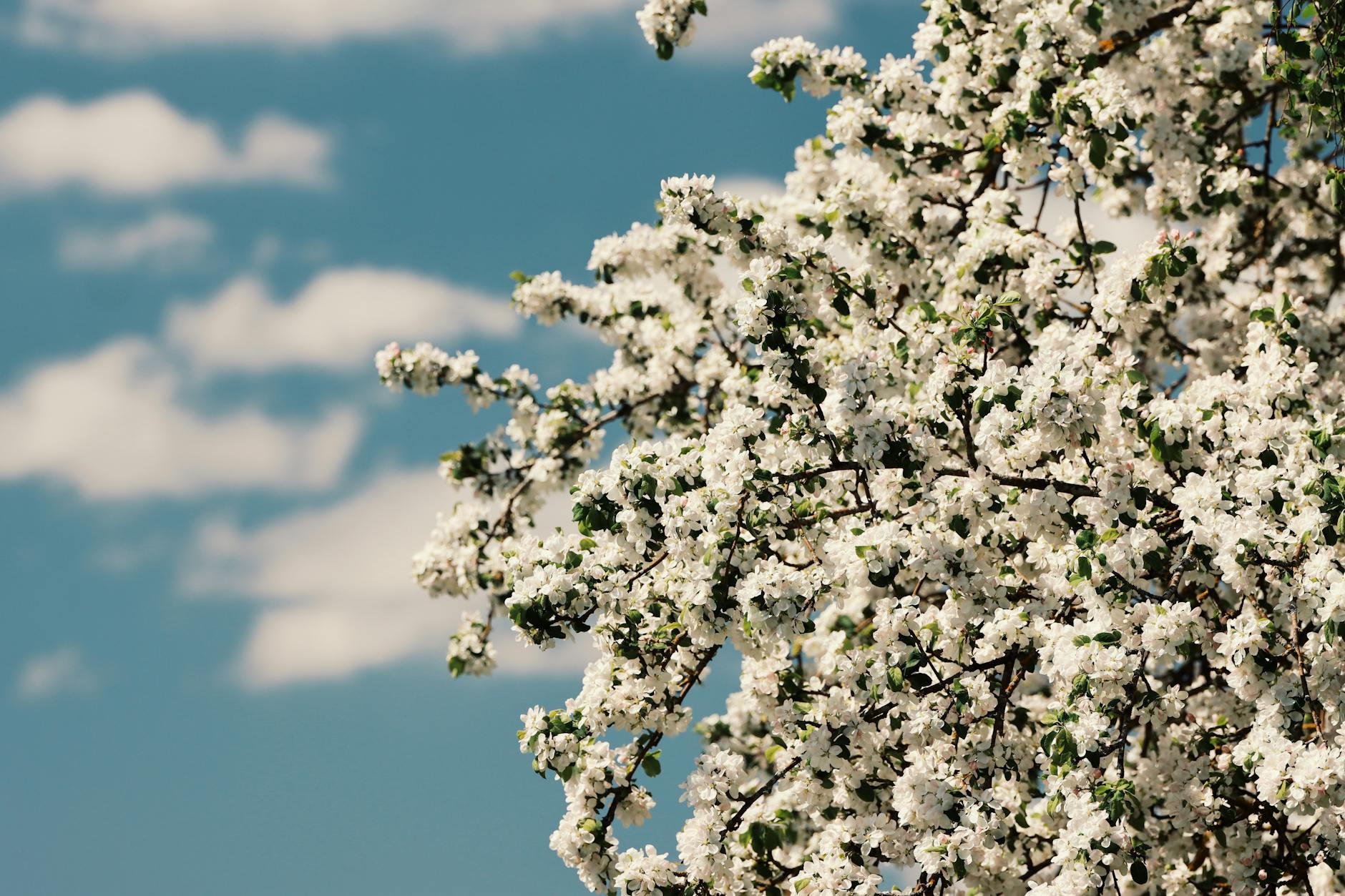 A beautiful display of cherry blossoms under a bright blue sky in spring. - metabolism reset spring