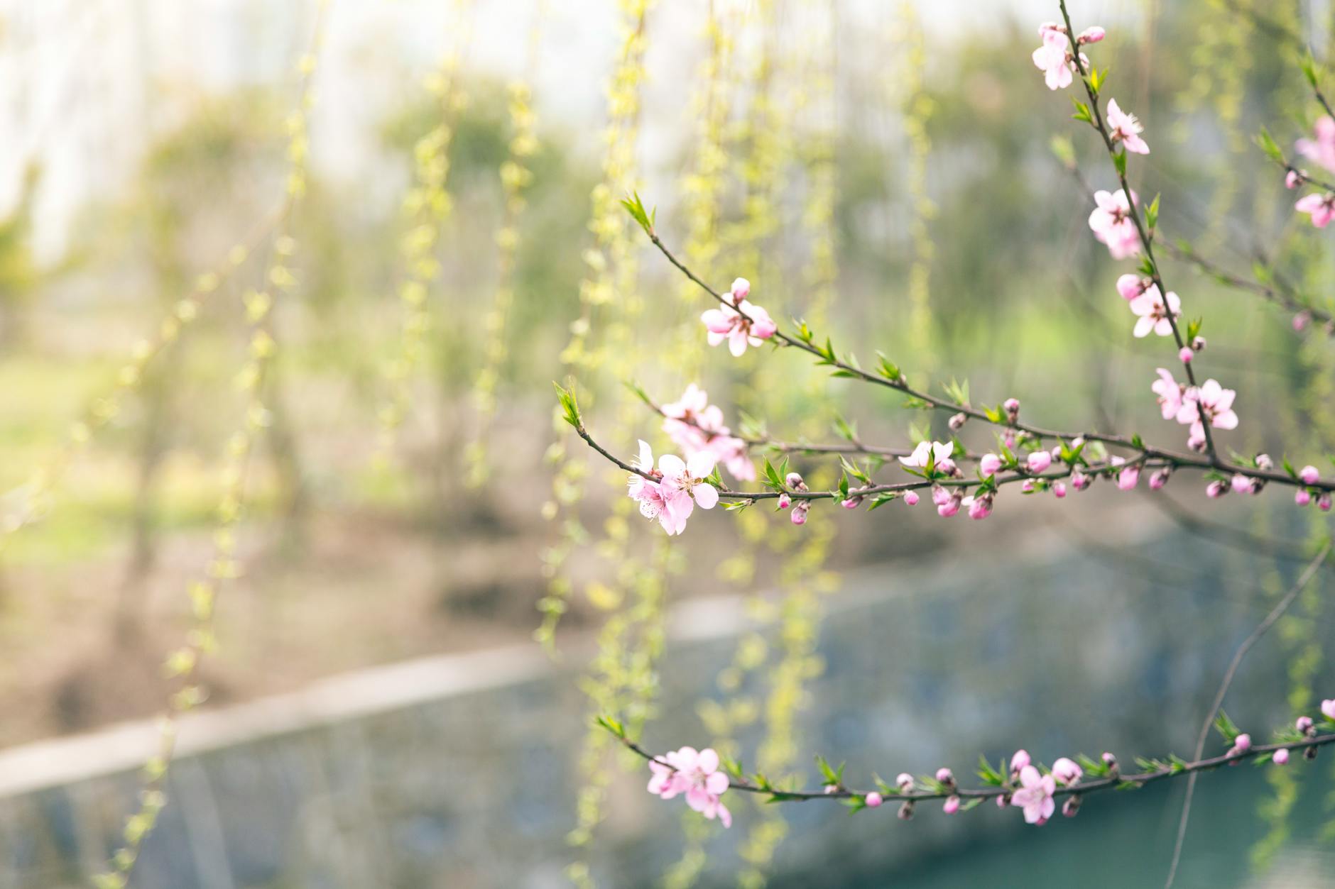 Beautiful pink blossoms in springtime with a soft, blurred background. - metabolism reset spring