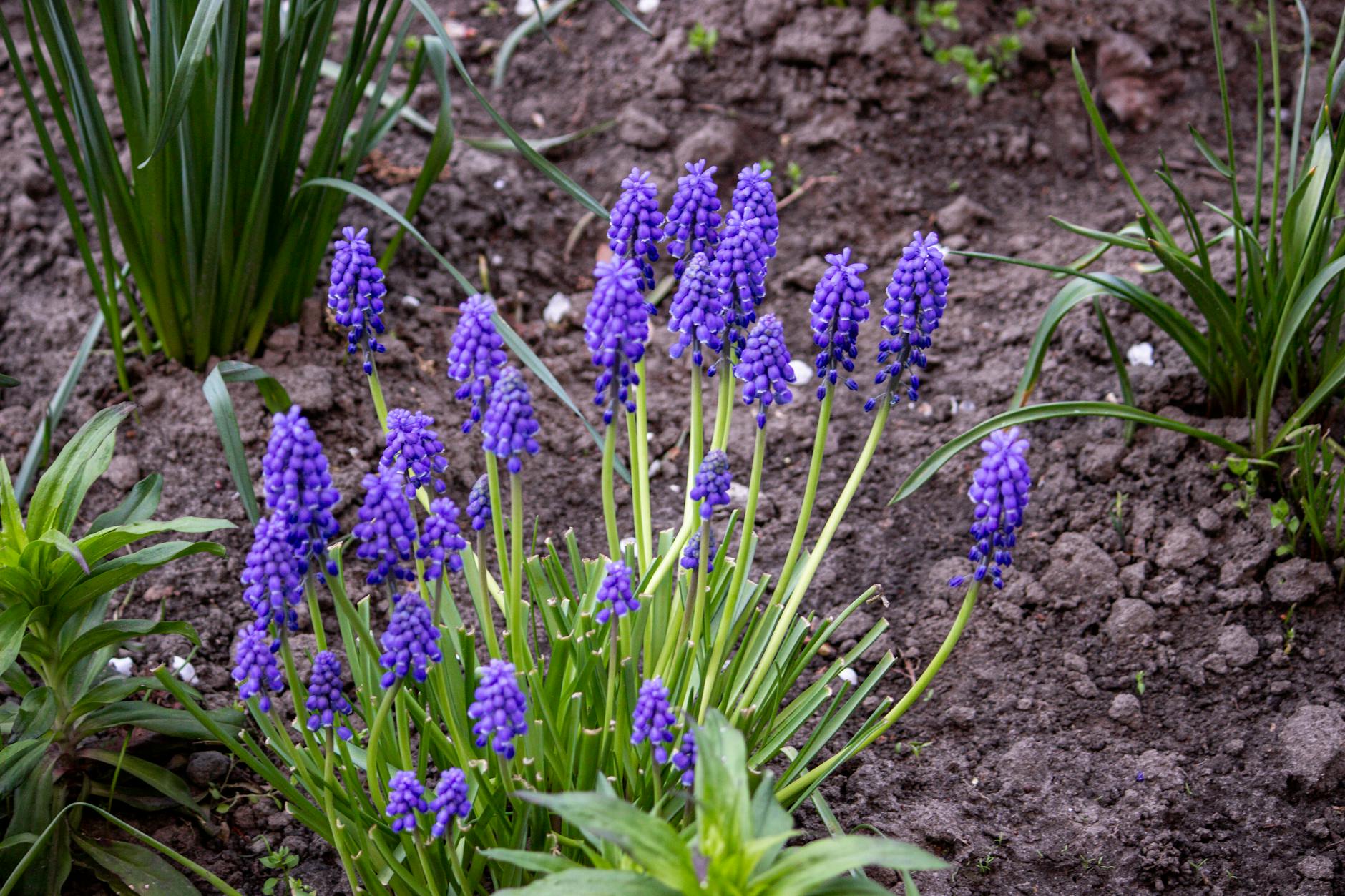 Beautiful purple grape hyacinths blooming in a garden setting. Perfect for spring landscaping inspiration. - spring gardening fitness