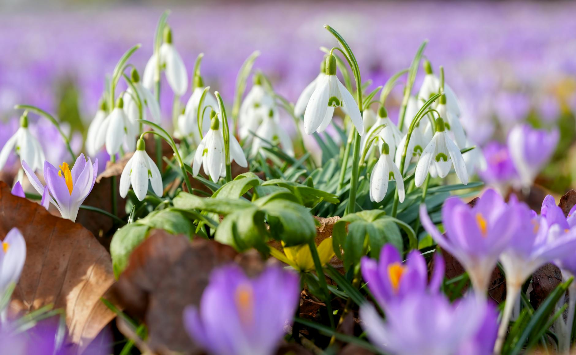 Close-up of snowdrops and crocuses blooming in a vibrant spring meadow. - spring gardening fitness