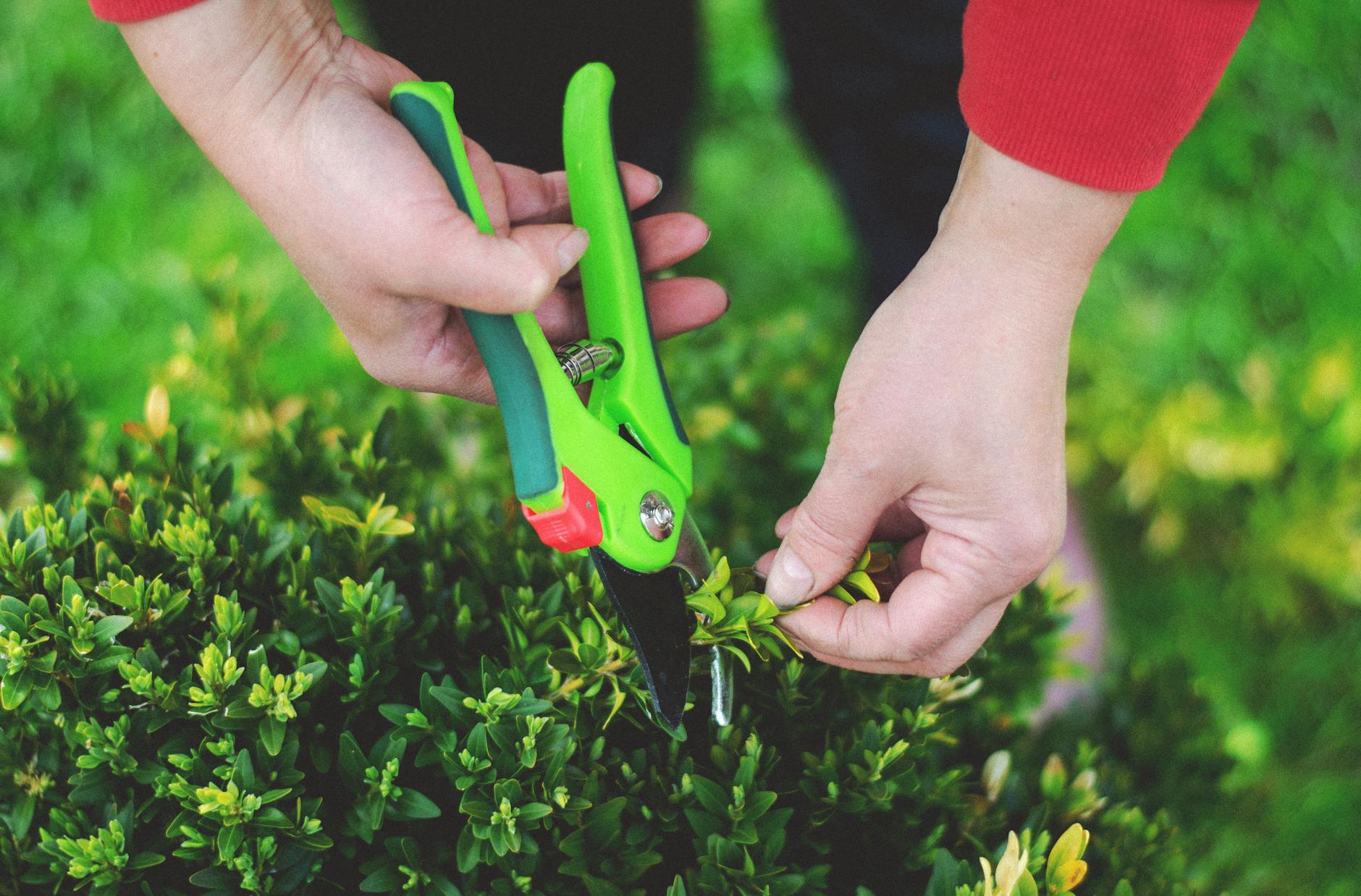 Hands using pruning shears to trim greenery in a garden setting. - spring gardening fitness