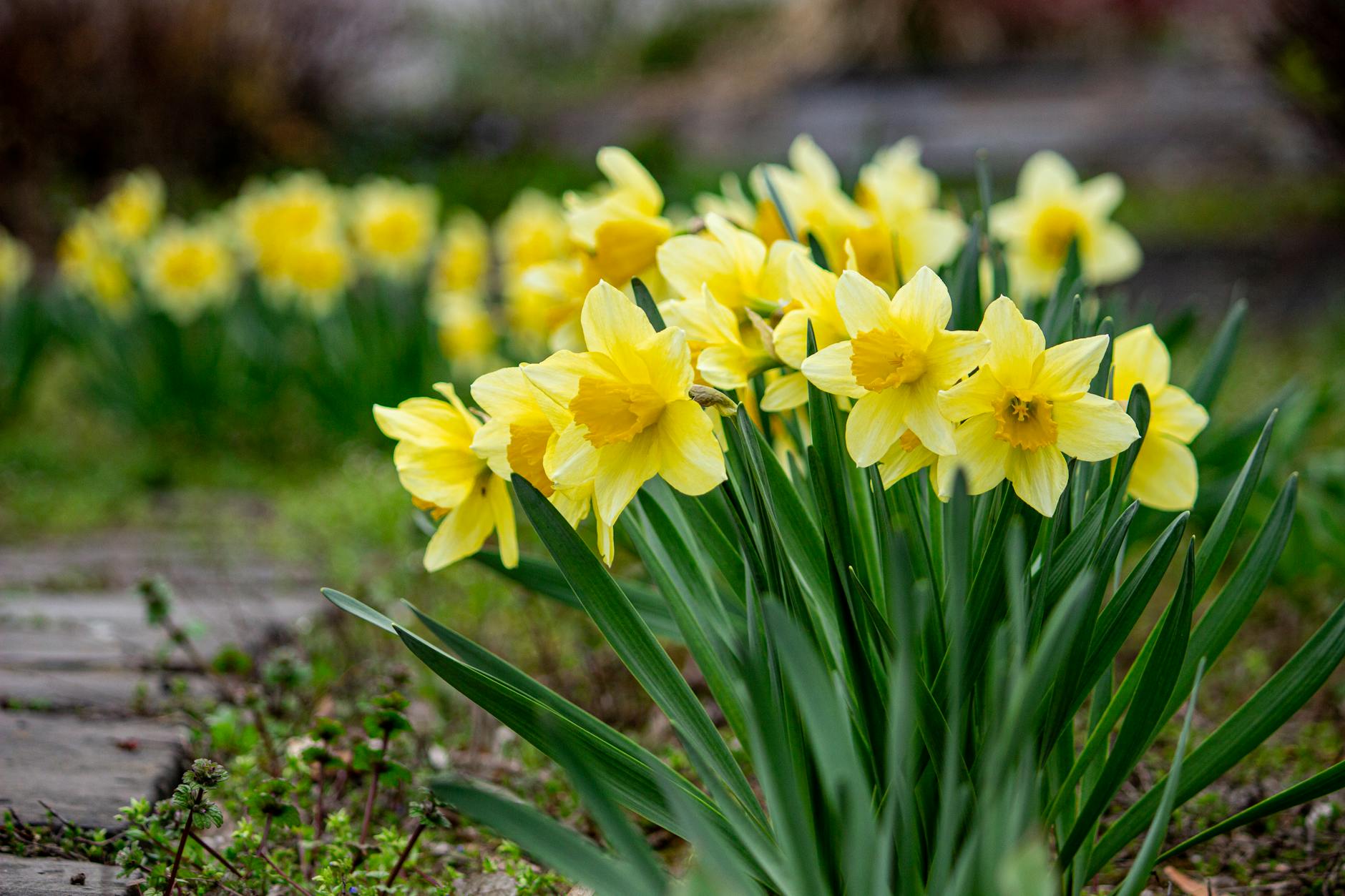 A vibrant cluster of yellow daffodils (Narcissus) blooming outdoors, signifying spring. - spring gardening fitness