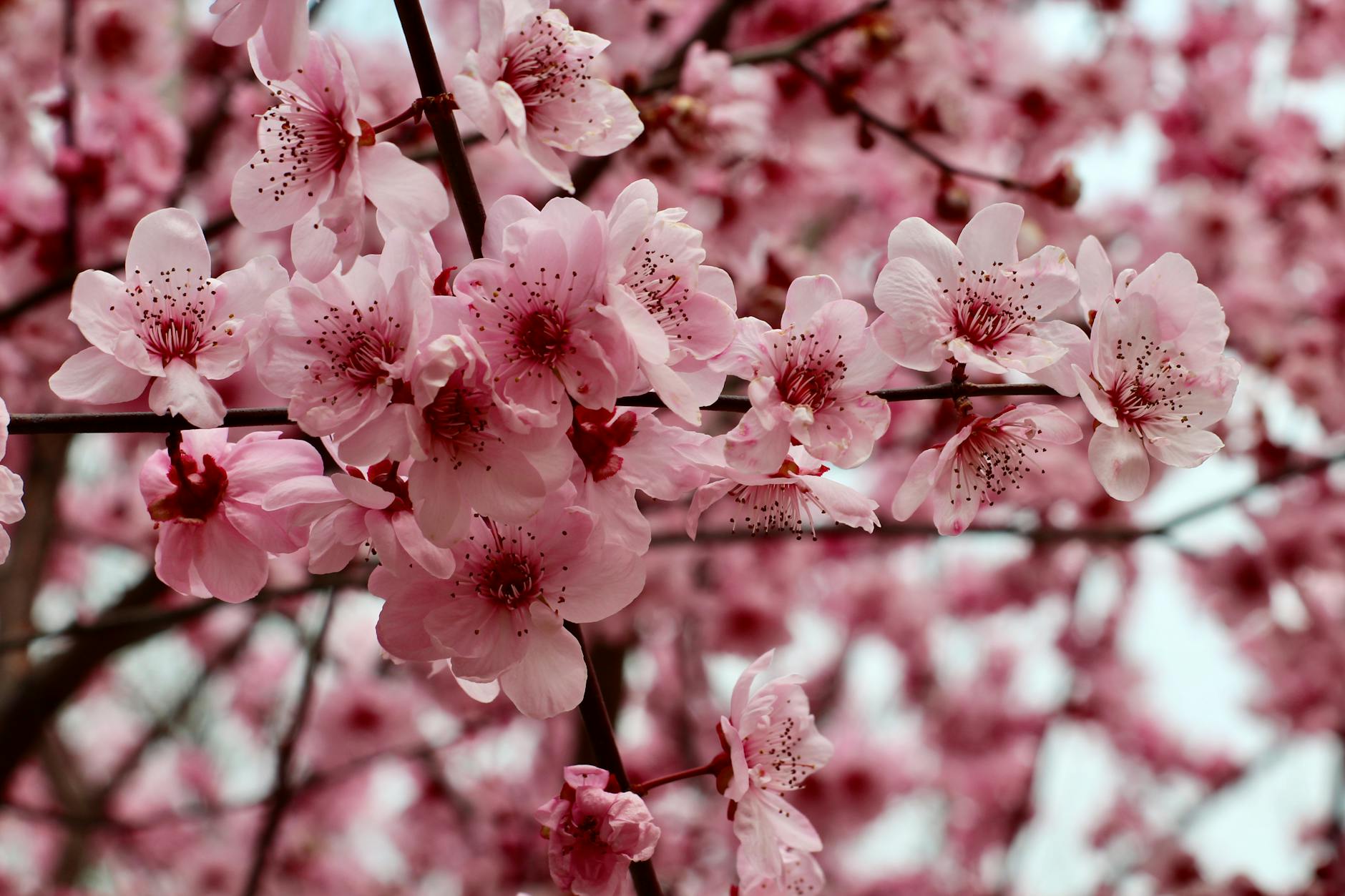 Captivating cherry blossoms in full bloom, showcasing their delicate pink beauty during spring in Shanghai, China. - spring mood boost