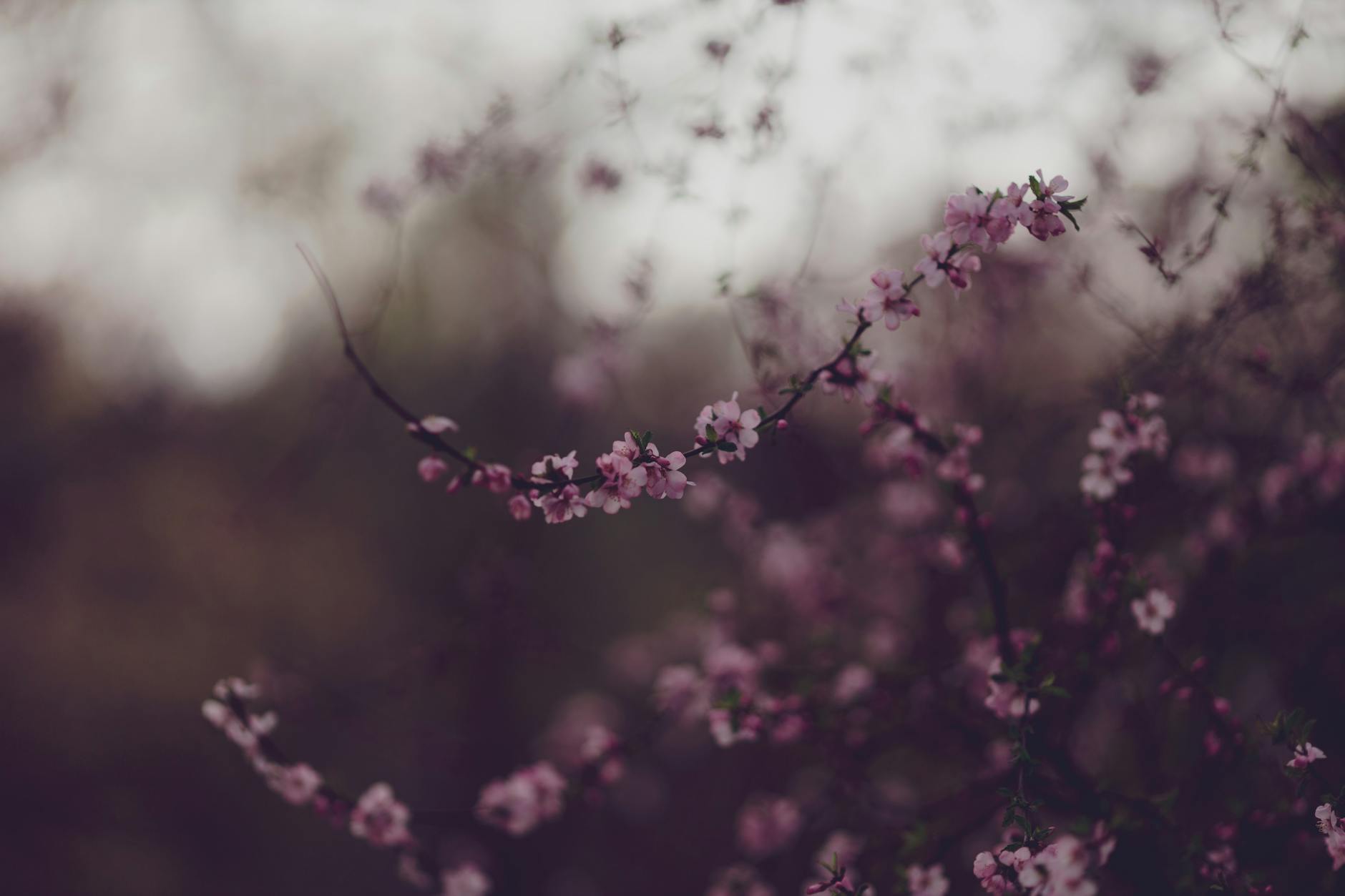 Serene image of pink cherry blossoms in soft focus, evoking spring. - spring mood boost