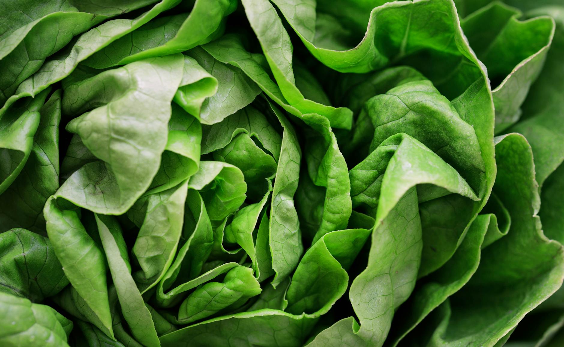 Detailed close-up image of fresh green lettuce leaves, perfect for healthy eating concepts. - spring nutrition macros