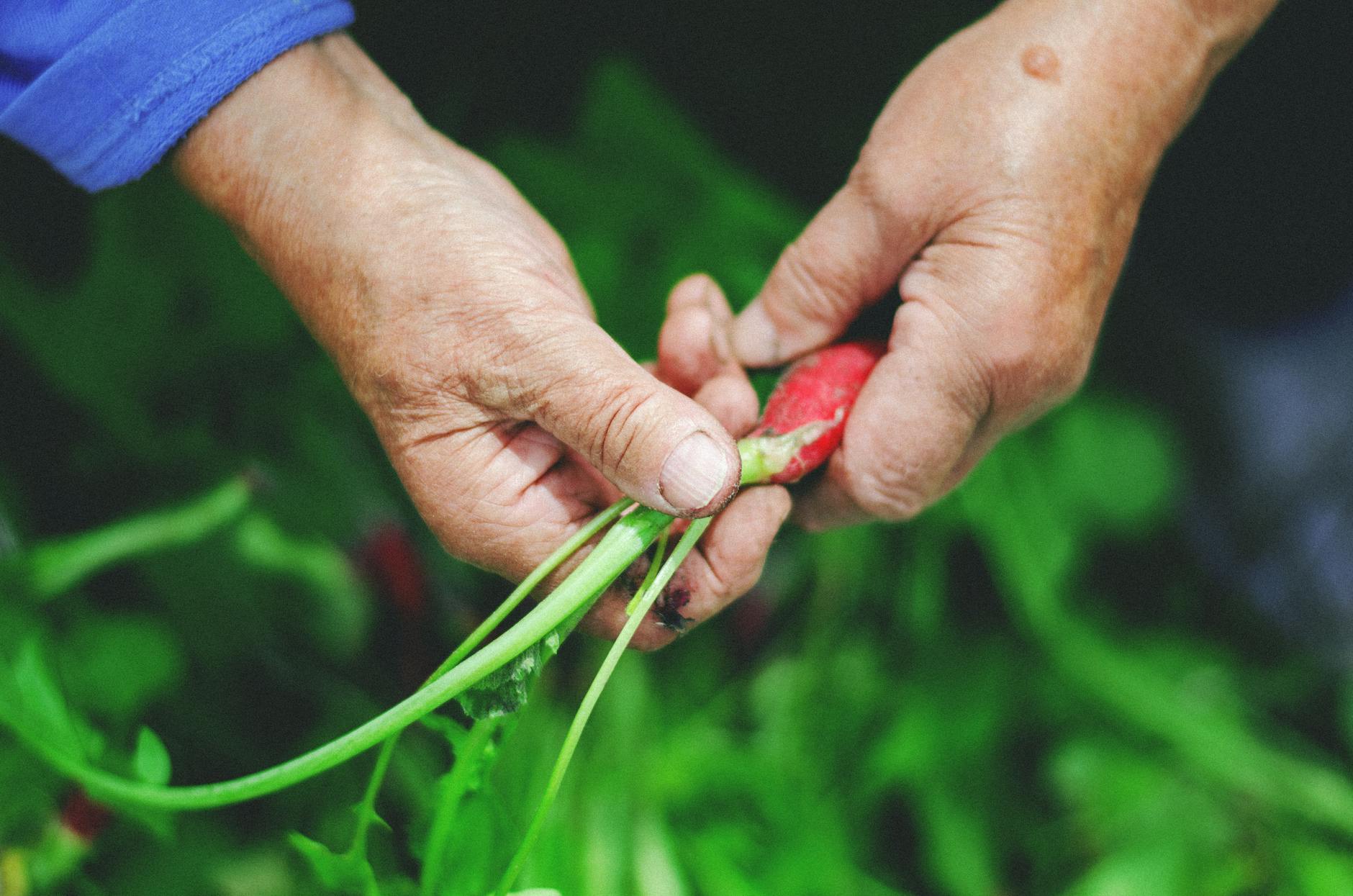 Close-up of hands pulling a fresh radish from the green foliage in an outdoor garden. - spring produce health