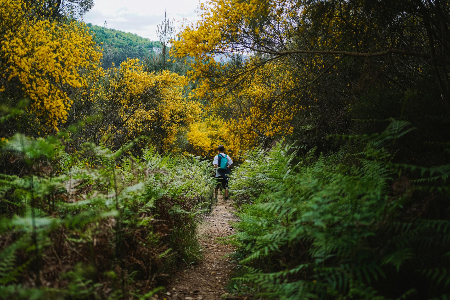 A lone hiker walks along a forest path surrounded by ferns and vibrant yellow flowers. - spring trail walking