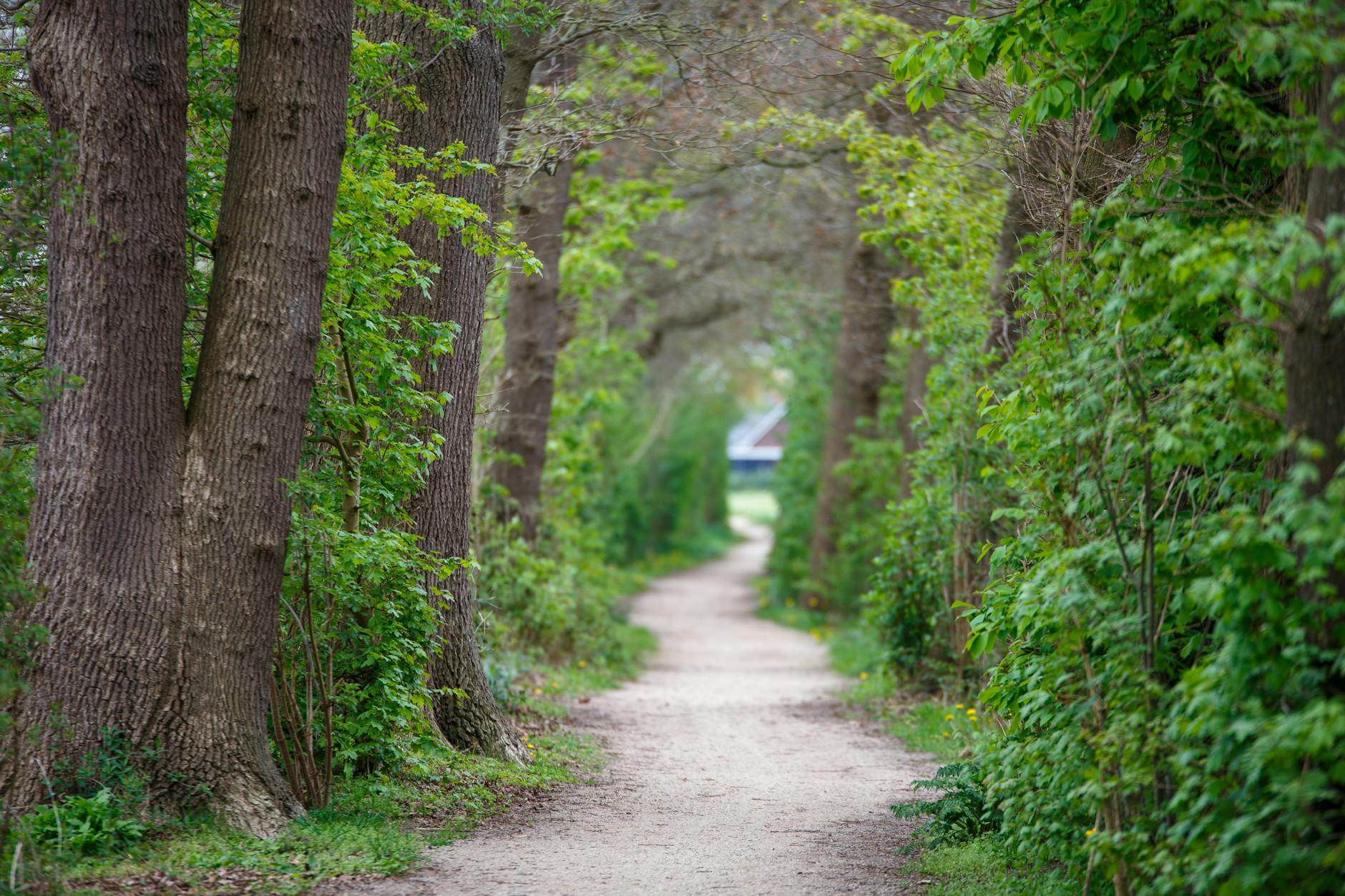 A tranquil path through lush greenery and tall trees in Gelderland, perfect for a peaceful nature walk. - spring trail walking